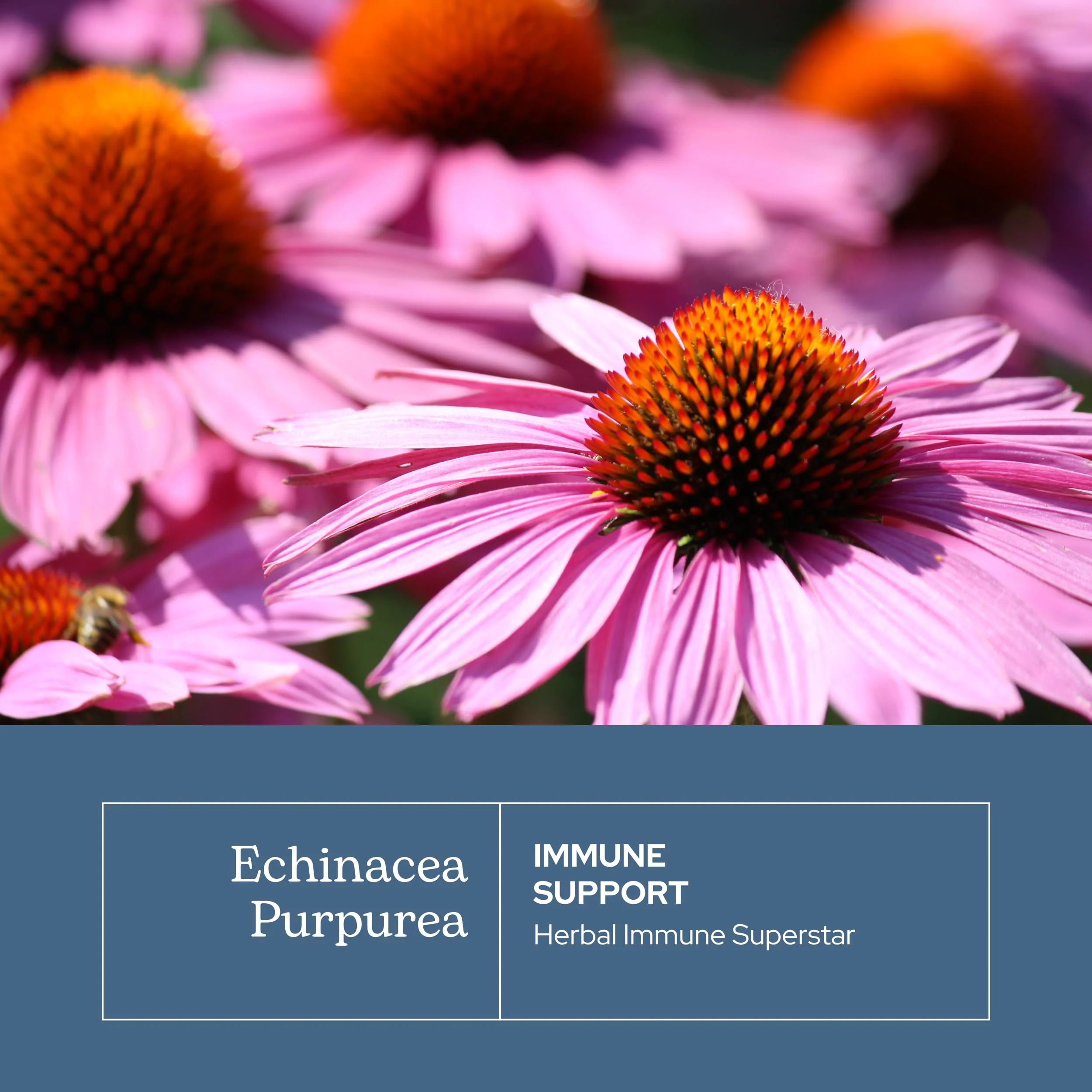 Eclectic Institute Raw Fresh Freeze-Dried Non-GMO Echinacea Purpurea Root | Immune Support | 90 CT (360 mg) - Image 7