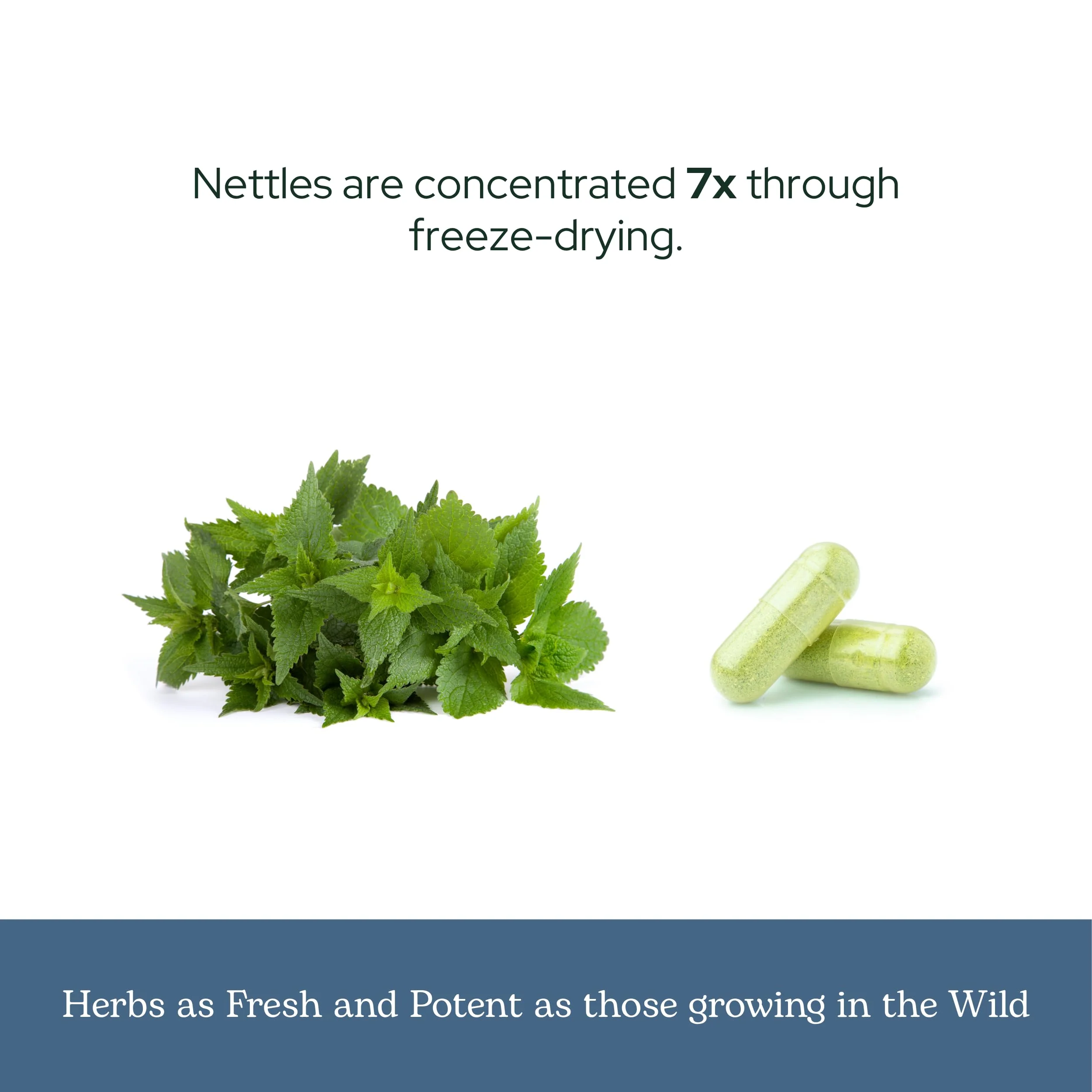 Eclectic Institute Raw Fresh Freeze-Dried Non-GMO Nettles - Quercetin | 50 CT (350 mg) - Image 4