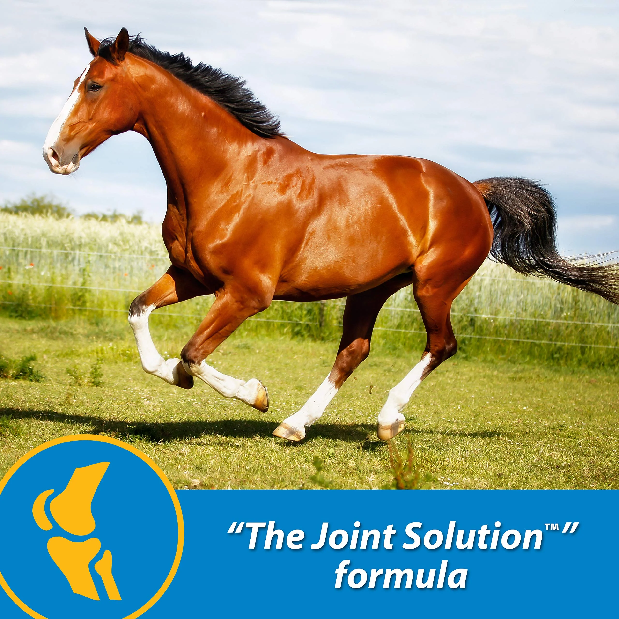 Farnam Fluidflex Liquid Joint Supplement for Horses, Helps Maintain Healthy Hip & Joint Function, 32 Ounces 32 Day Supply - Image 8