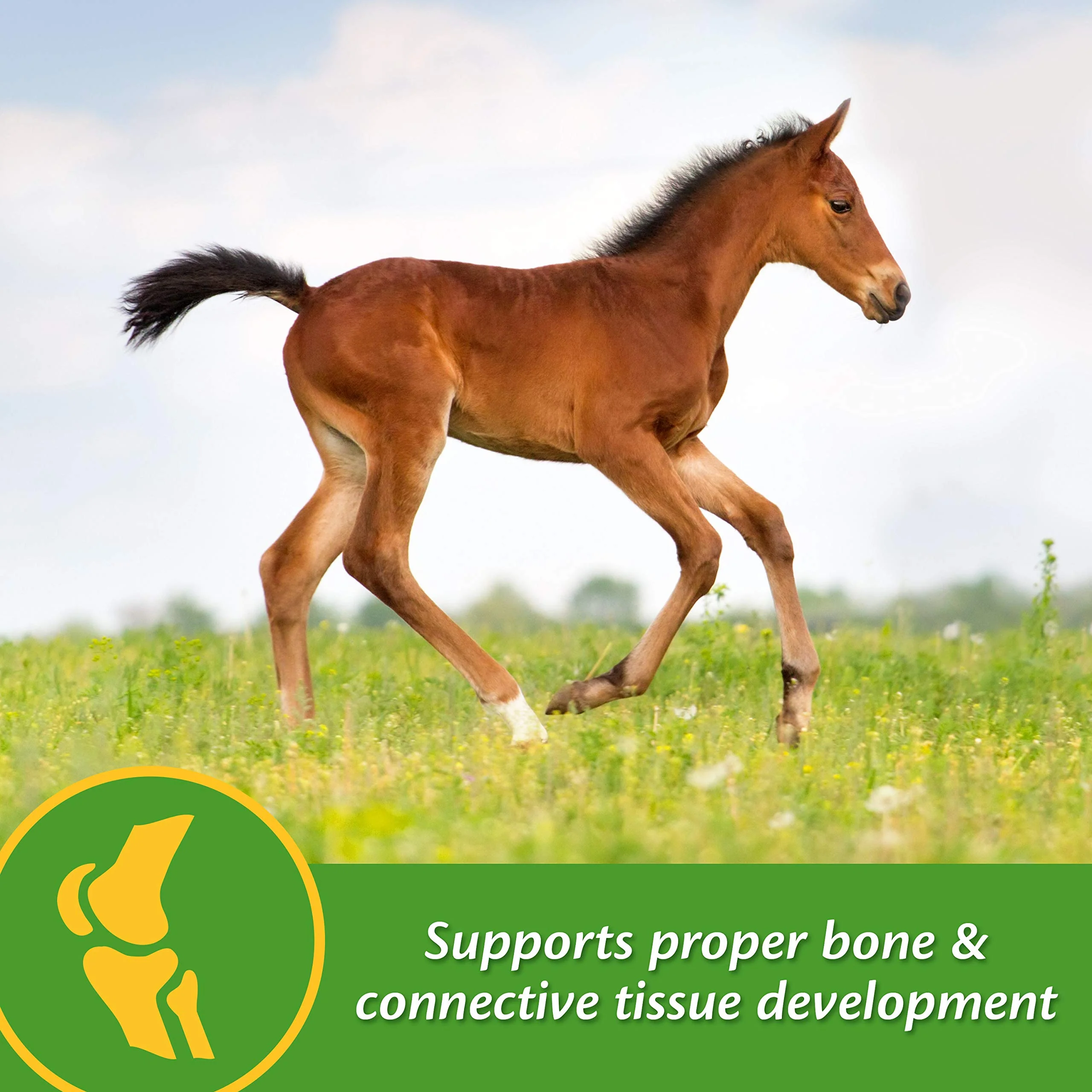 Farnam Grow Colt Supplement for Growth & Development, Supports Normal, consistent Growth in First Years of foal's Life, 3.75 lbs., 30 Day Supply - Image 6