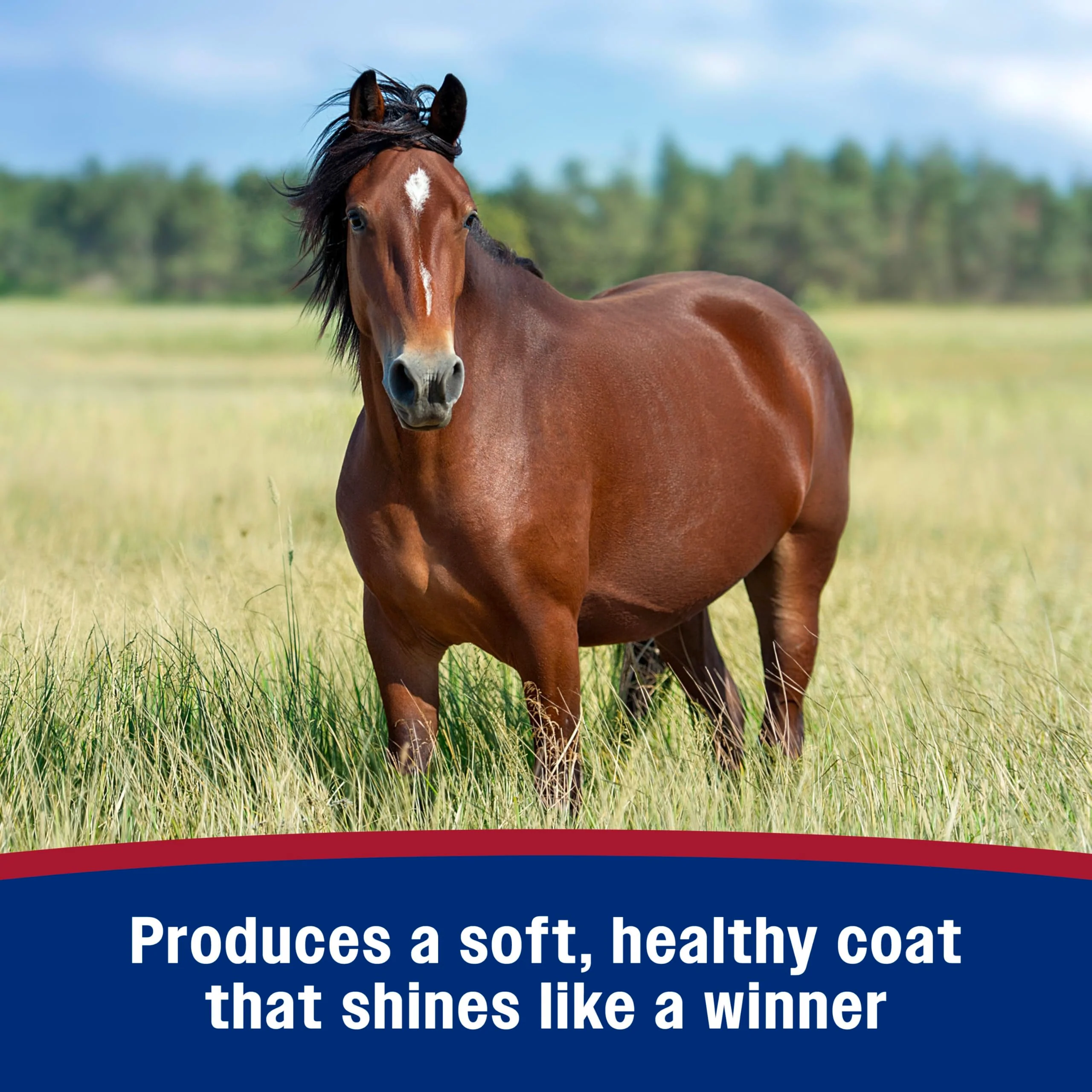 Farnam Laser Sheen Dazzling Shine and Detangler Concentrate for Horses, Repels Dirt and Stains, Makes 1 Gallon of Spray, 12 fluid ounces - Image 9