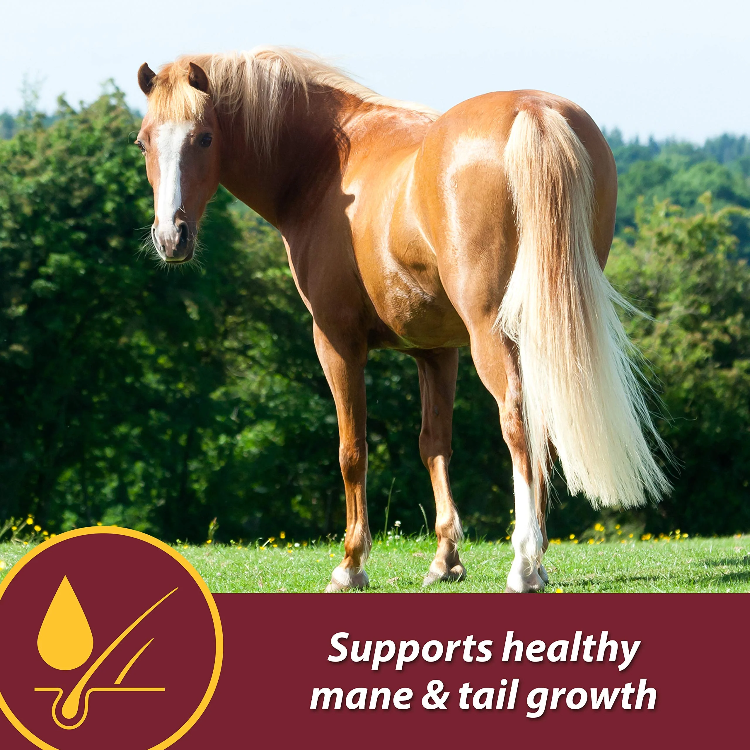 Farnam Laser Sheen Skin & Coat Supplement for Horses, Promotes Healthy Skin & Radiant Coat from The Inside Out, 3.75 Pounds 30 Day Supply - Image 10