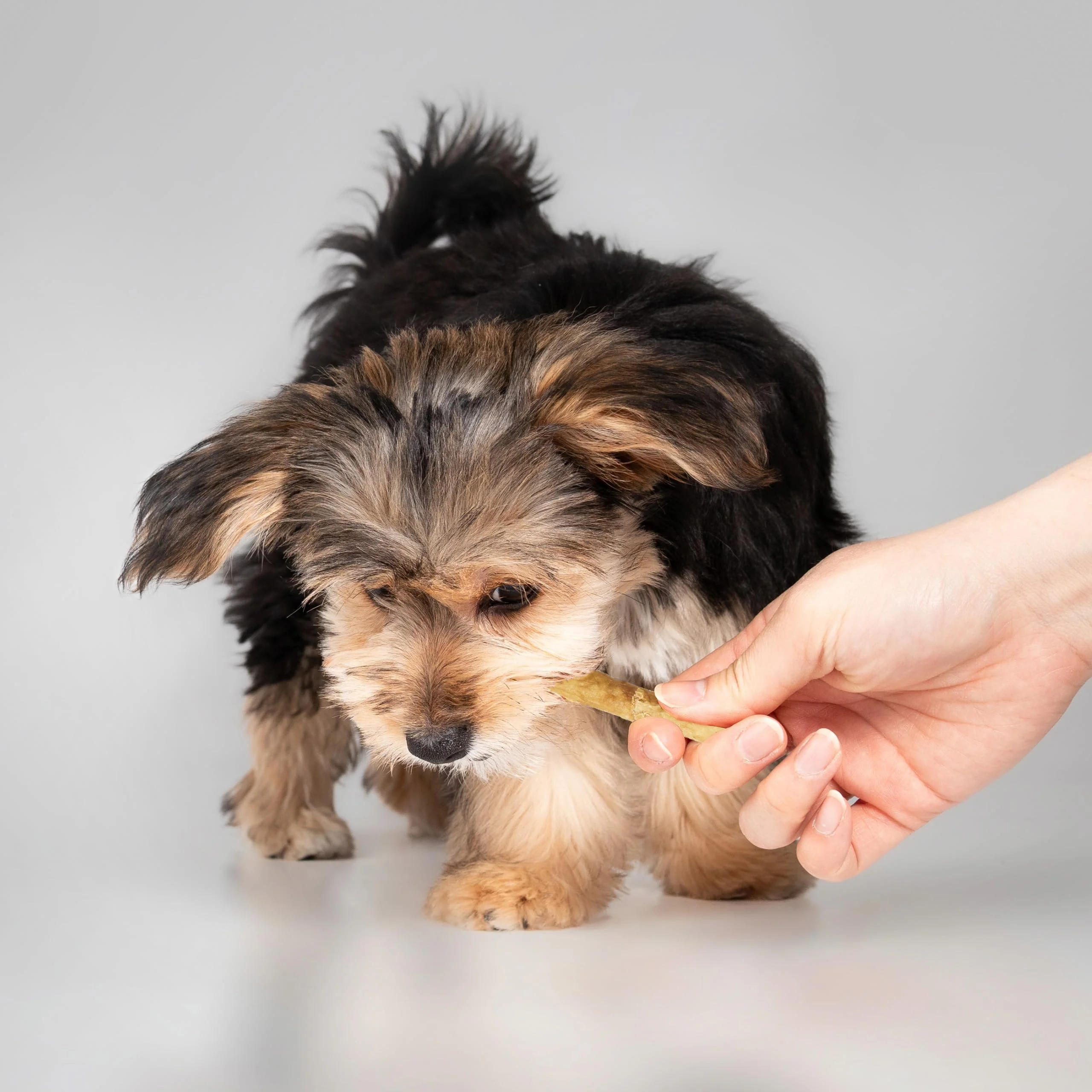 Fieldcrest Farms Nothin' to Hide Twist Stix, Peanut Butter Flavor, Easily Digestible, Supports Skin, Coat, Joints & Muscles, for Moderate Chewers Under 15lbs, 10 Pieces - Image 2