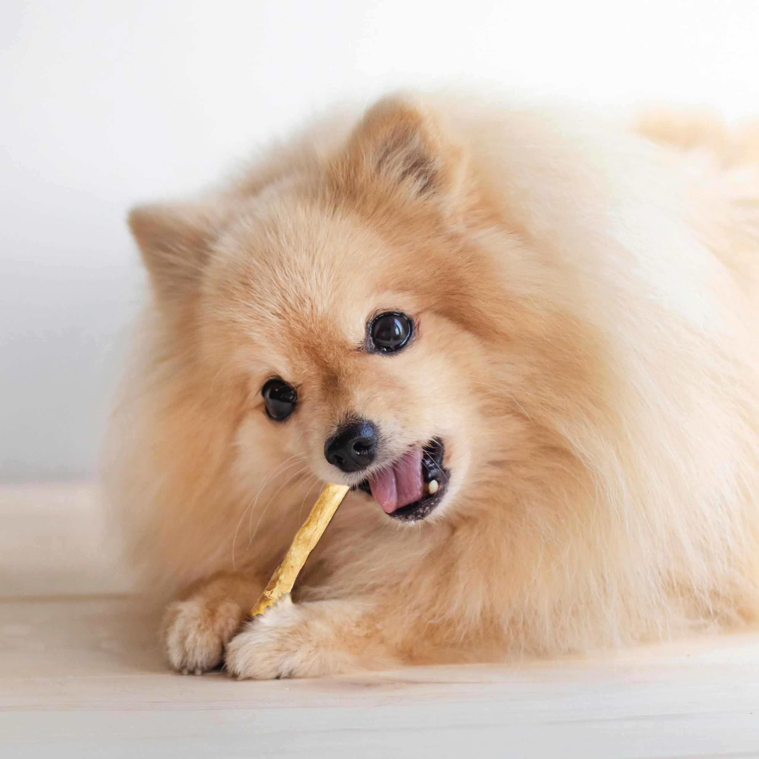 Fieldcrest Farms Nothin' to Hide Twist Stix, Peanut Butter Flavor, Easily Digestible, Supports Skin, Coat, Joints & Muscles, for Moderate Chewers Under 15lbs, 10 Pieces - Image 3