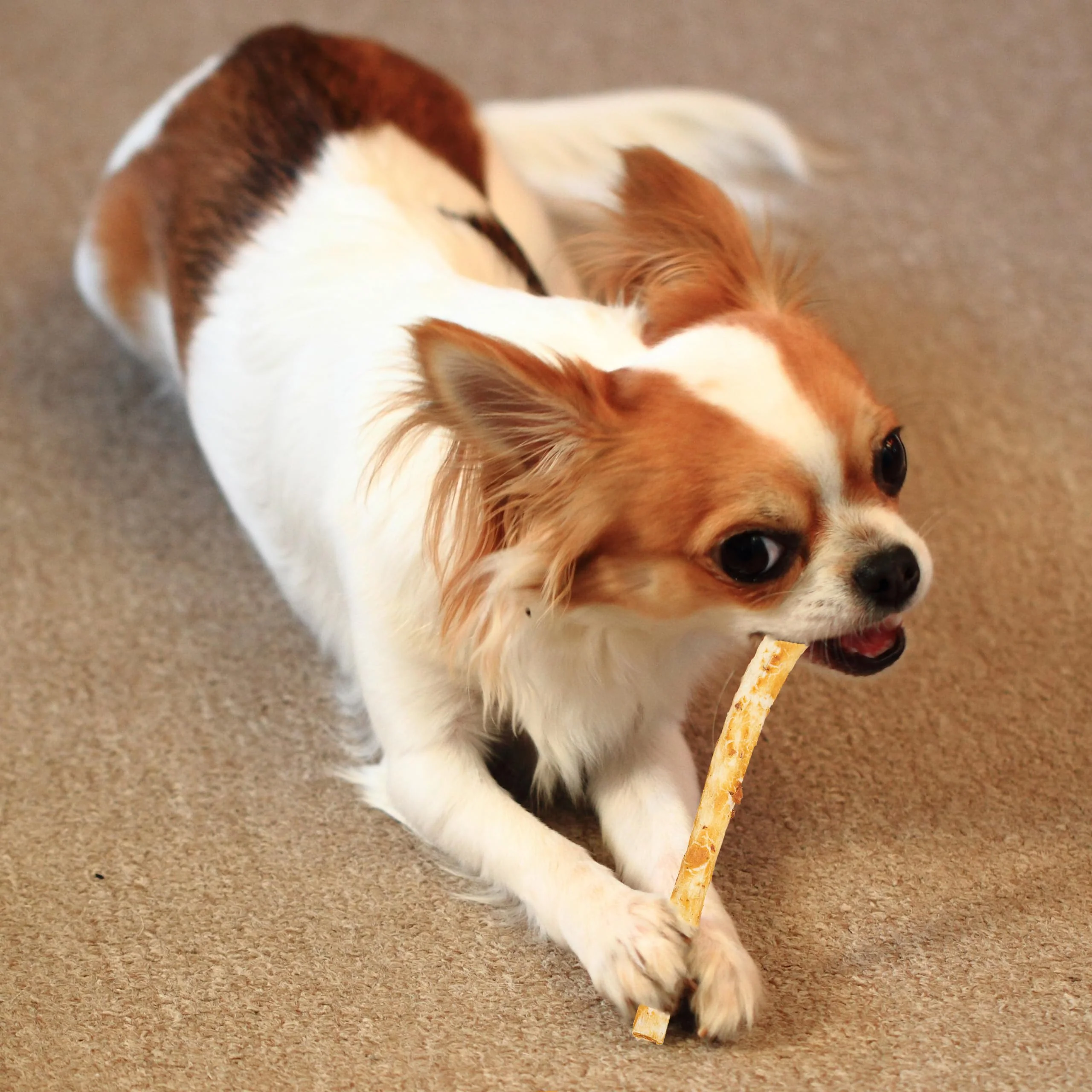 Fieldcrest Farms Nothin' to Hide Twist Stix, Peanut Butter Flavor, Easily Digestible, Supports Skin, Coat, Joints & Muscles, for Moderate Chewers Under 15lbs, 10 Pieces - Image 4