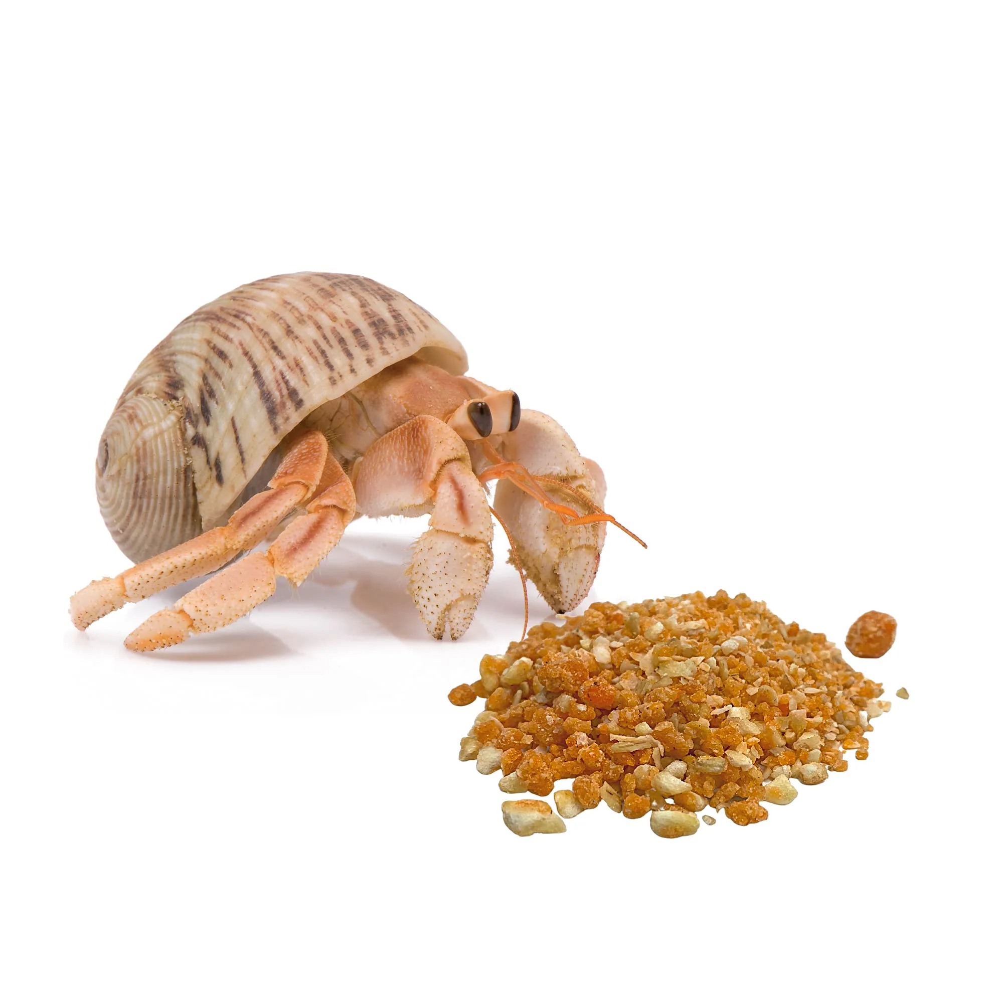 Florida Marine Research SFM00007 Hermit Crab Treat, 1.5-Ounce - Image 3