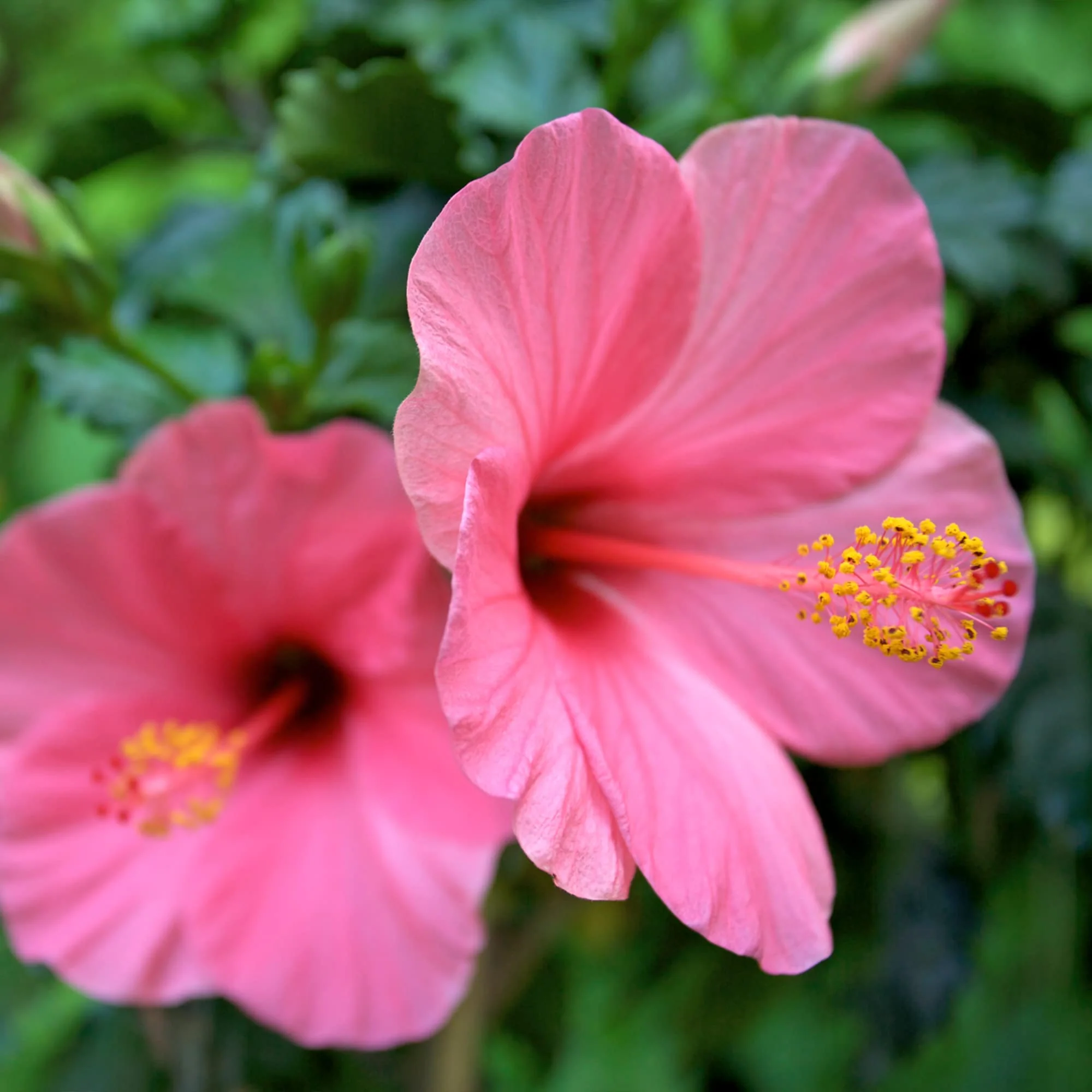 Frontier Co-op Organic Cut and Sifted Hibiscus Flowers 5.82oz - Image 3