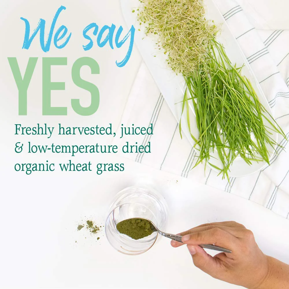 Garden of Life Raw Organic Perfect Food 100% Organic USA Wheat Grass Juice - Juiced Green Superfood Greens Powder, 60 Servings - Stevia-Free, Non-GMO, Vegan, Gluten Free Whole Food Dietary Supplement - Image 8