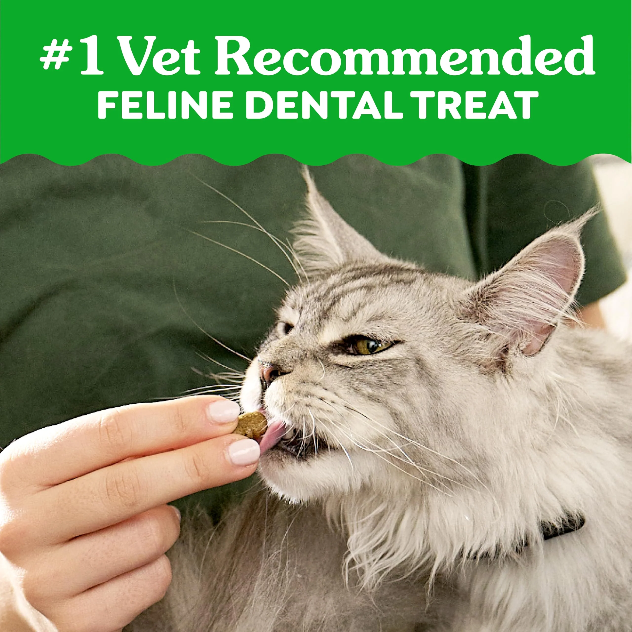 Greenies Cat Treats, Feline Veterinarian-Recommended Adult Natural Dental Cat Treats, Oven Roasted Chicken Flavor, 21 oz. Tub - Image 9
