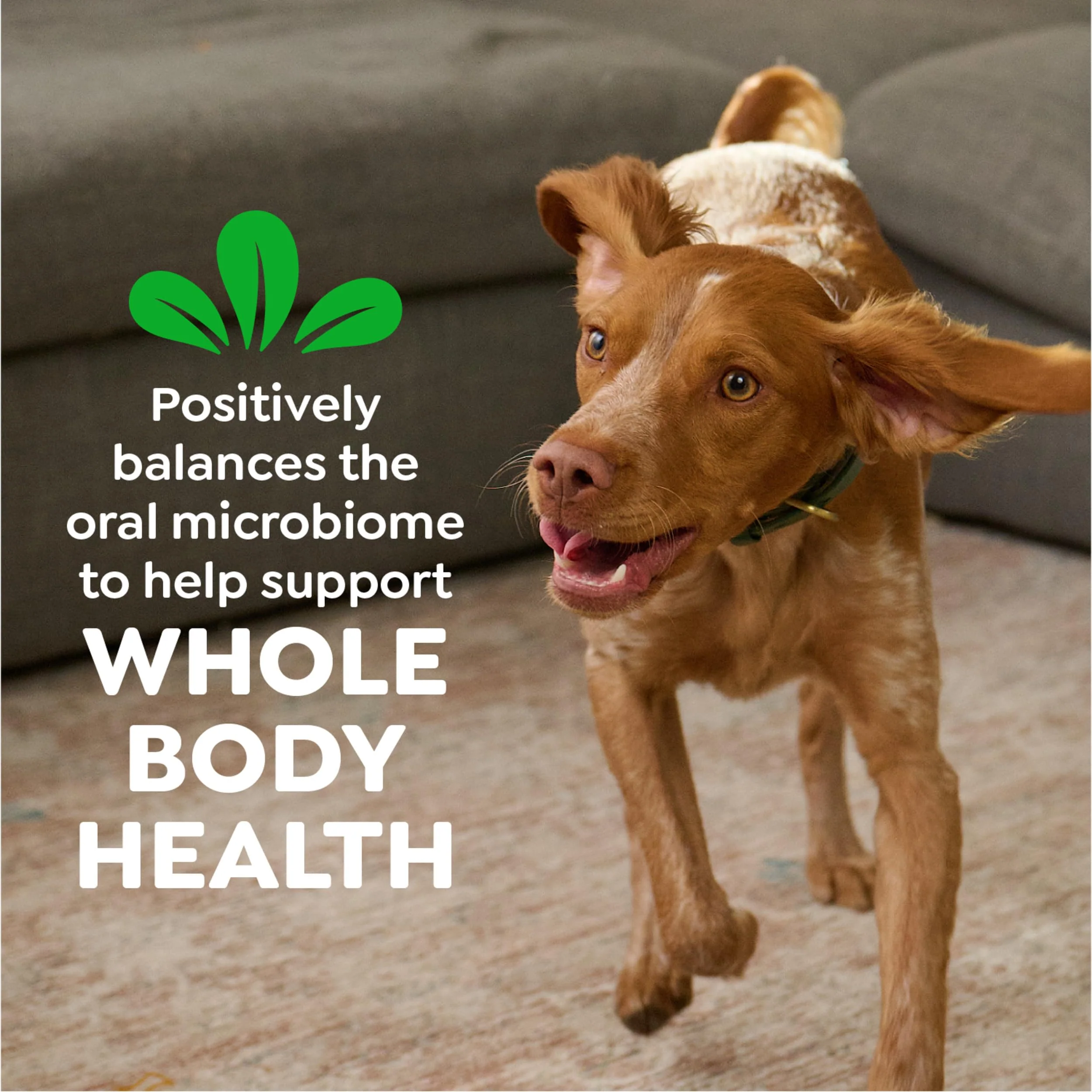 Greenies Veterinarian-Recommended Adult Natural Dental Dog Treats Petite Size, Dog Dental Chews, Original Flavor, 6 oz. Pack, 10 Count - Image 3
