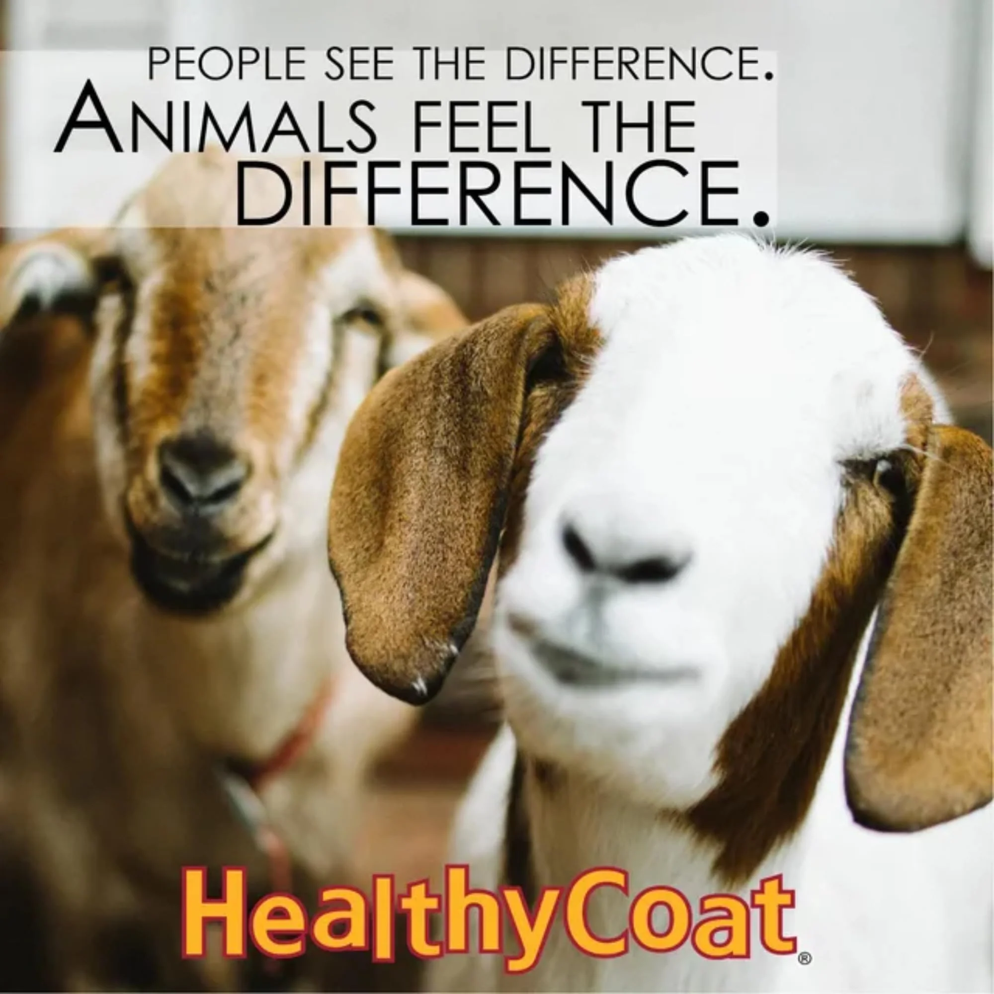 HealthyCoat Goat Formula: Quart. Skin, Coat, Body Condition, Allergies, Immune System, Milk Production. - Image 7
