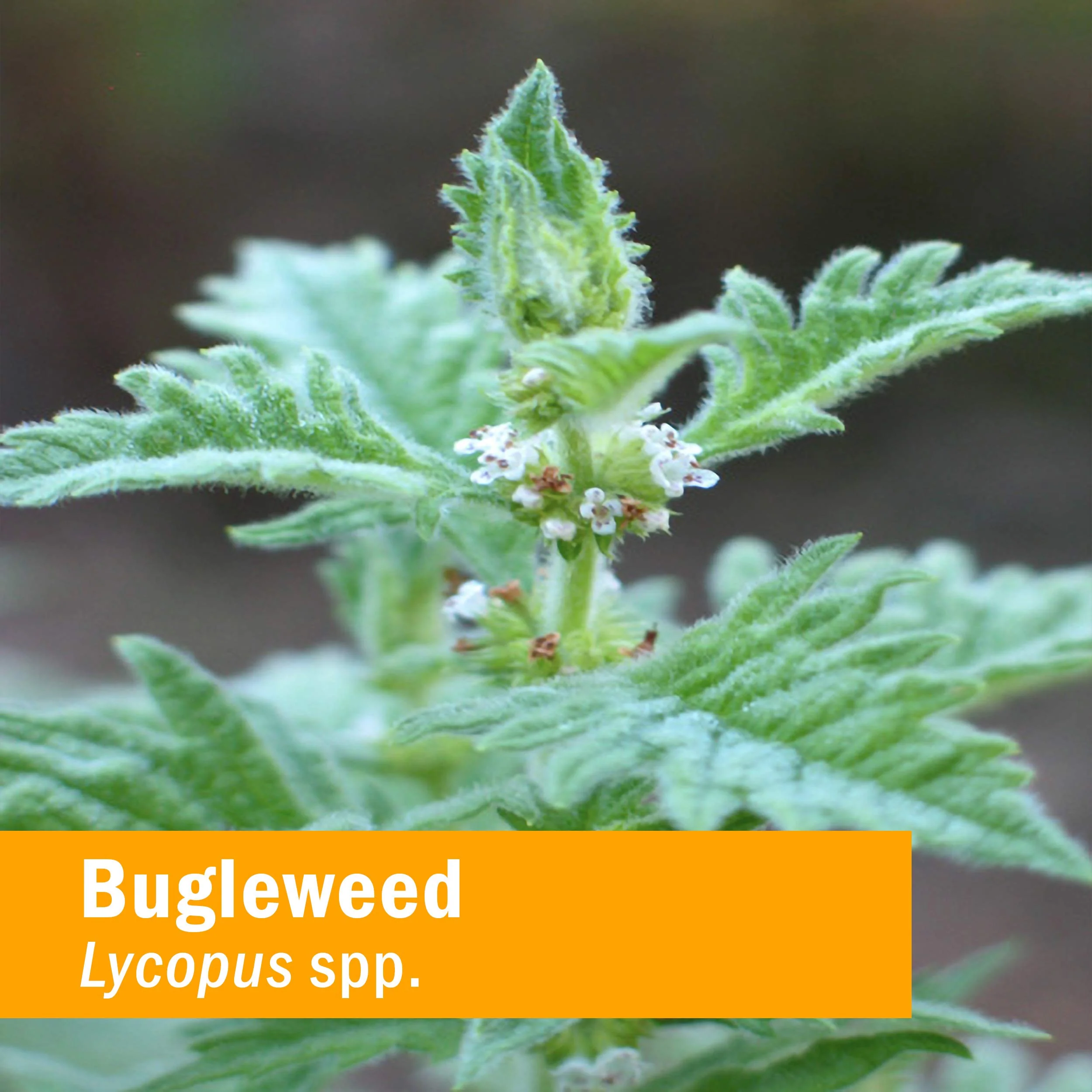 Herb Pharm Bugleweed Extract for Endocrine System Support - 1 Ounce - Image 7