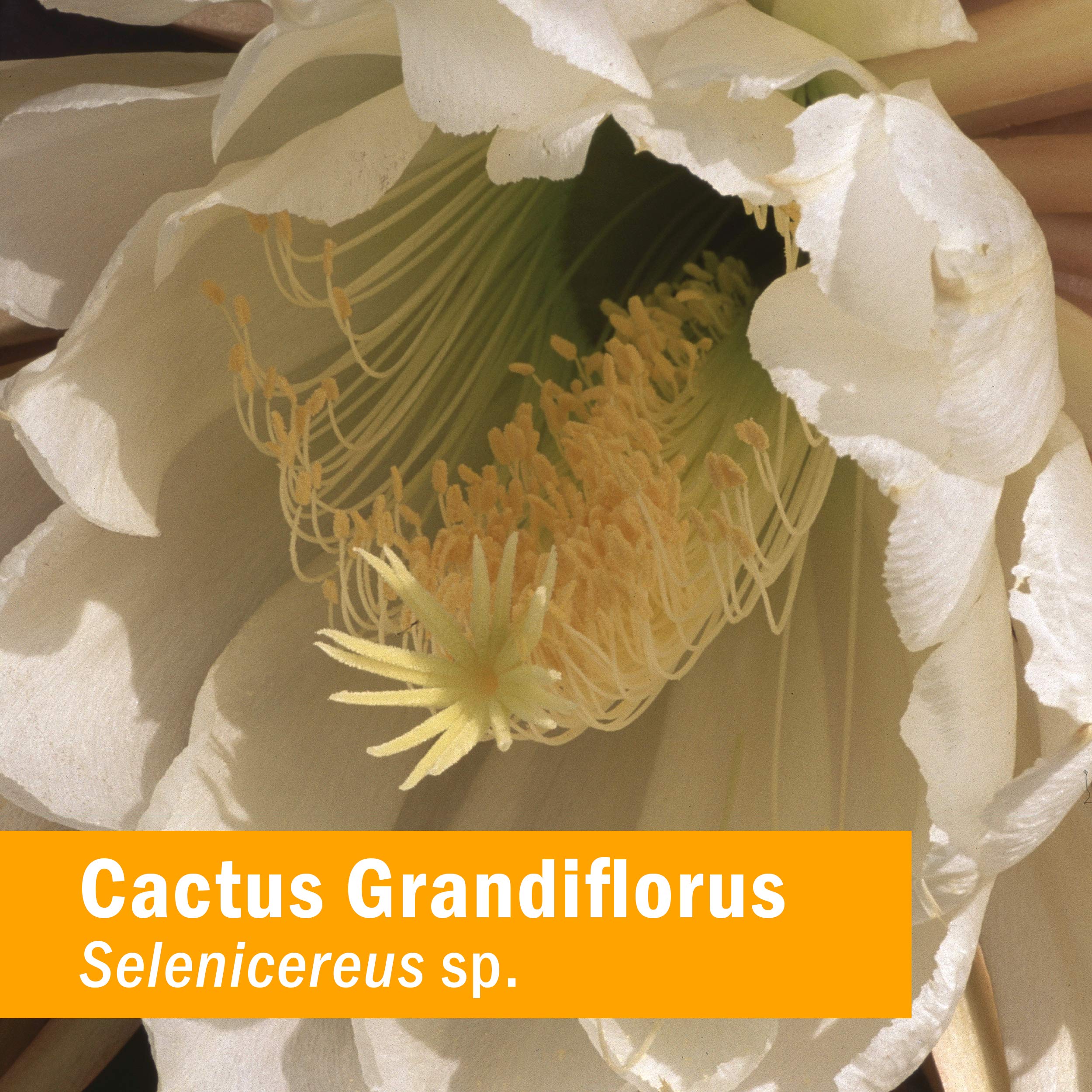 Herb Pharm Cactus Grandiflorus Liquid Extract for Cardiovascular Circulatory Support - 1 Ounce - Image 8