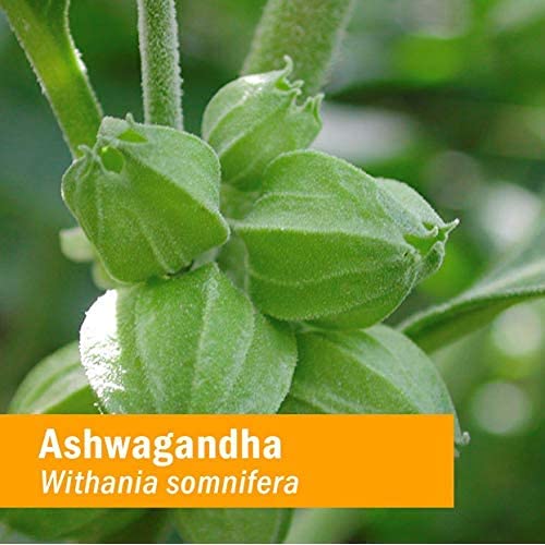 Herb Pharm Certified Organic Ashwagandha Extract for Energy and Vitality, Grain, Organic Cane Alcohol, 1 Ounce - Image 8