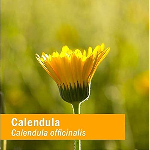 Herb Pharm Certified Organic Calendula Liquid Extract for Minor Pain Support - 4 Ounce - Image 6