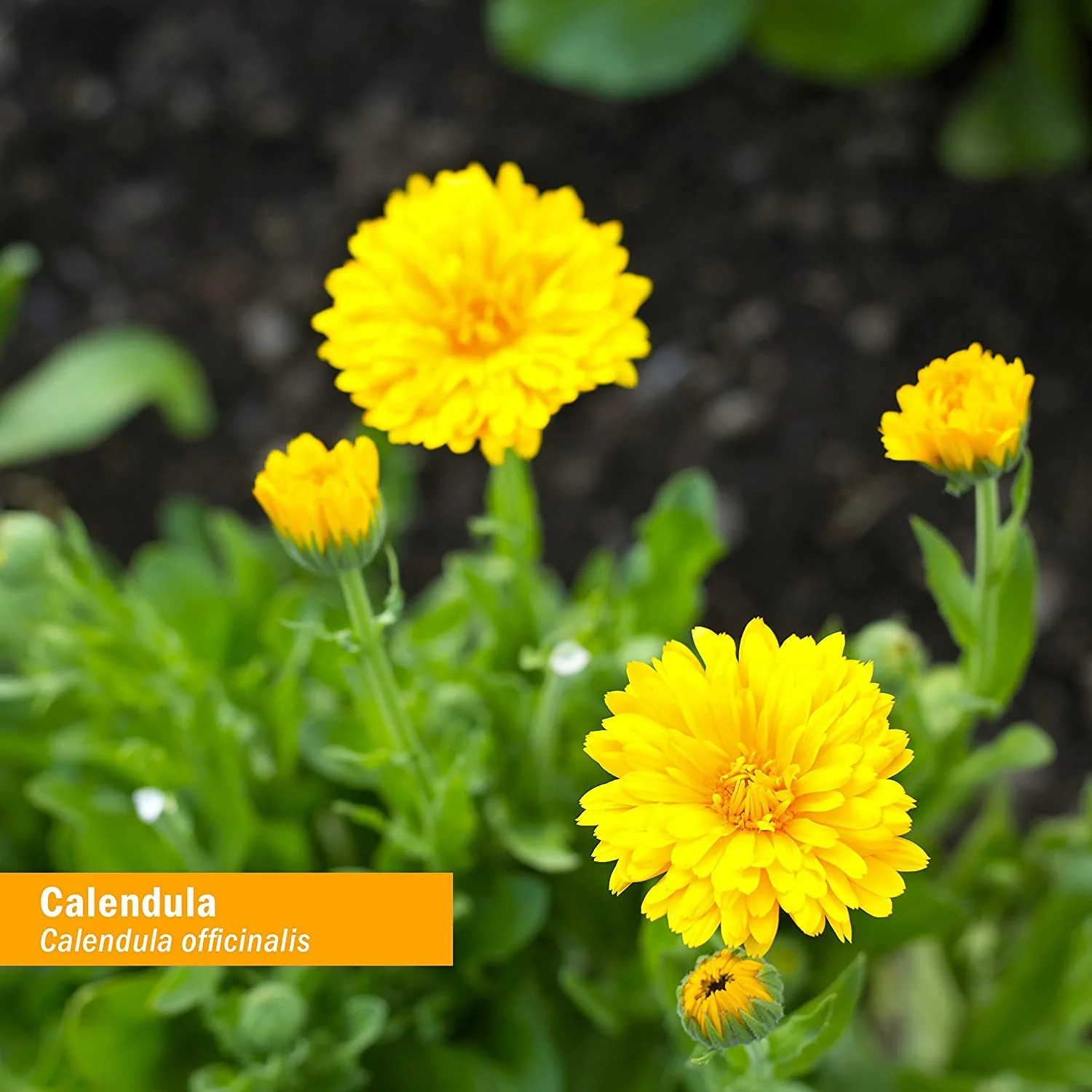 Herb Pharm Certified Organic Calendula Oil - 4 Ounce - Image 6