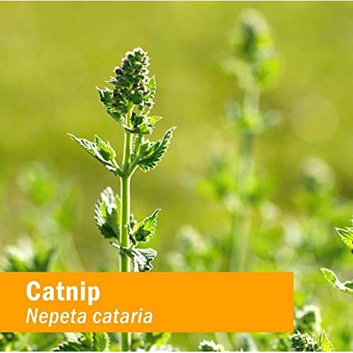 Herb Pharm Certified Organic Catnip Liquid Extract for Calming Nervous System Support, 1 Fl Oz - Image 3