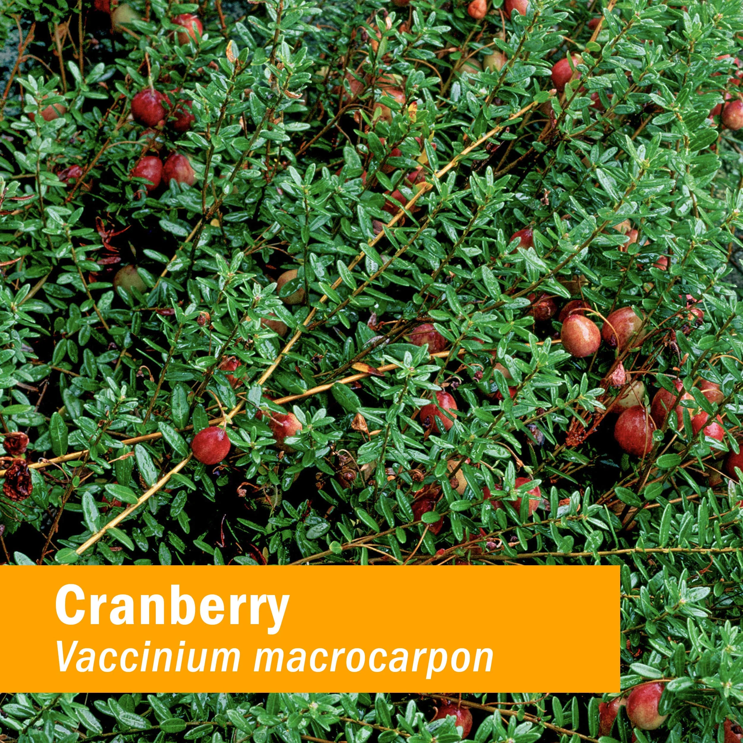 Herb Pharm Certified Organic Cranberry Liquid Extract for Urinary Tract Support - 4 Ounce - Image 7