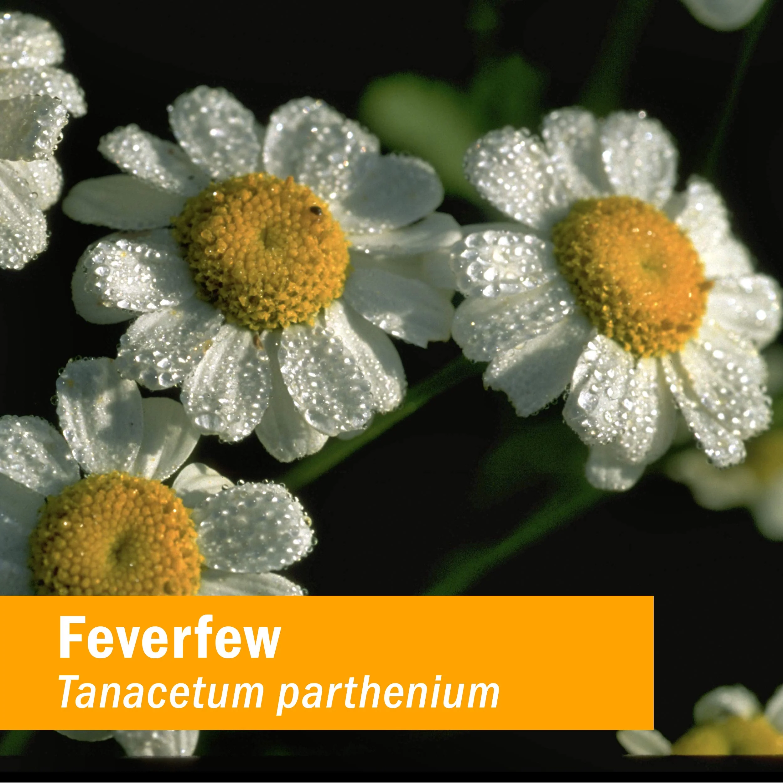 Herb Pharm Certified Organic Feverfew Liquid Extract for Minor Pain Support - 4 Ounce - Image 9