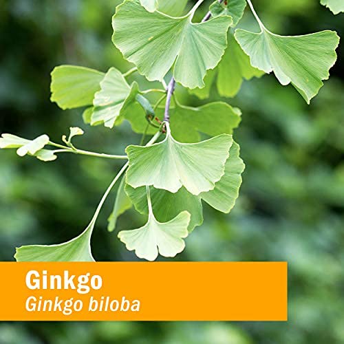 Herb Pharm Certified Organic Ginkgo Liquid Extract for Memory and Concentration - 4 Ounce - Image 4