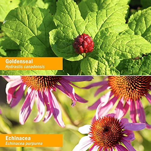 Herb Pharm Certified Organic Golden Echinacea Liquid Extract for Immune System Support - 4 Ounce - Image 5