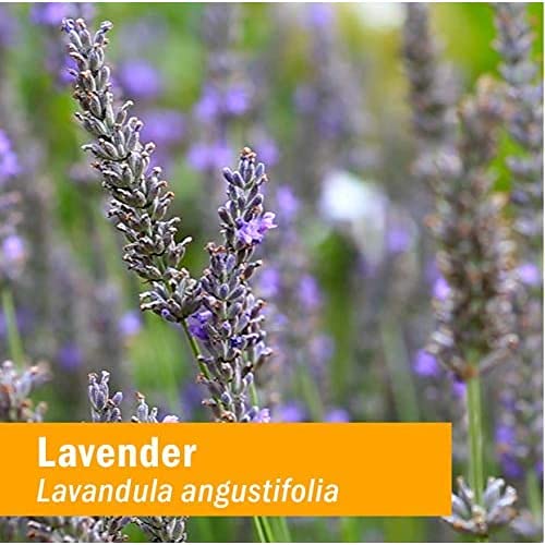 Herb Pharm Certified Organic Lavender Flower Liquid Extract for Calming Nervous System Support, 1 Fl Oz - Image 4