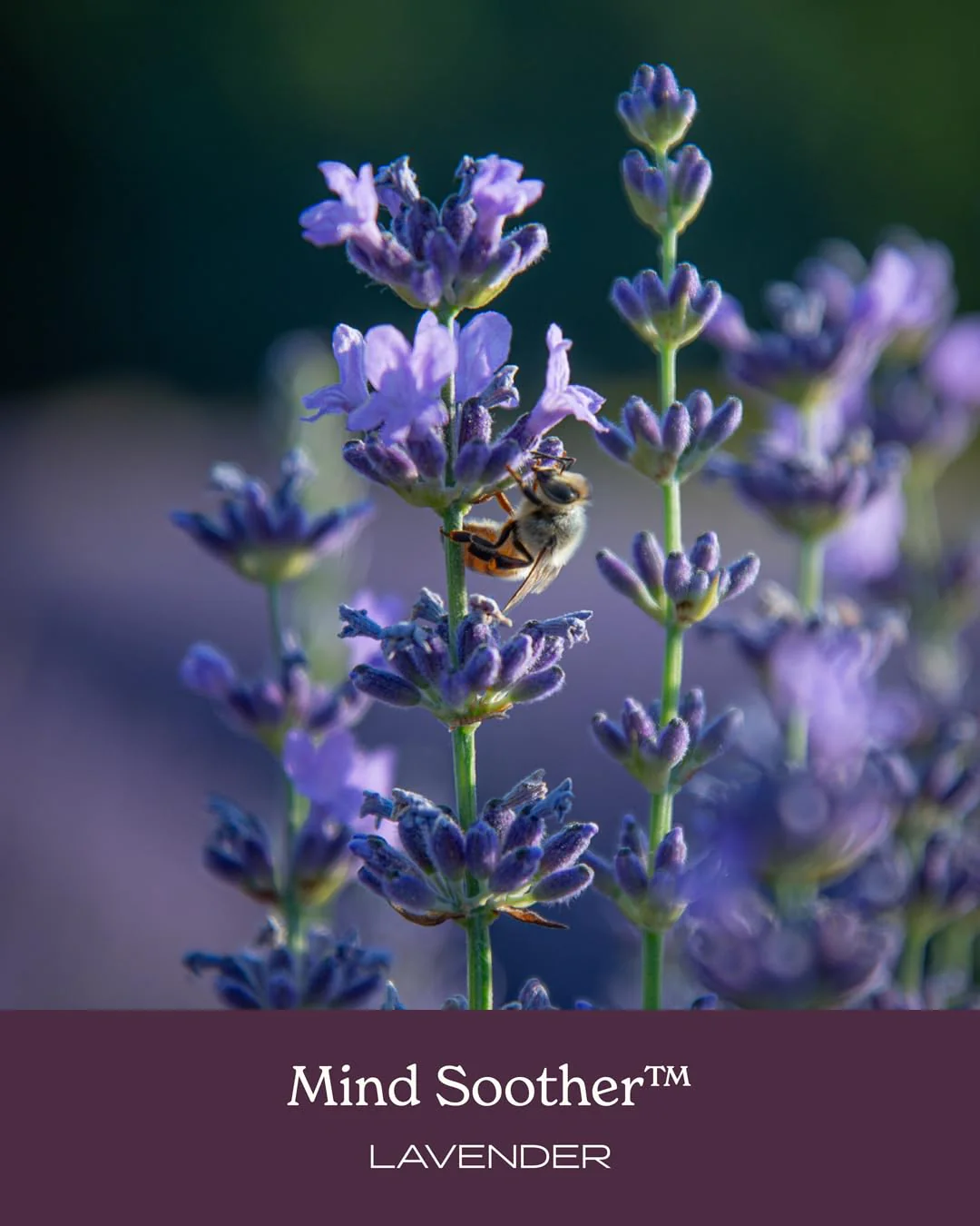 Herb Pharm Certified Organic Mind Soother, Lavender, Liquid Herbal Formula, 1 Fl Oz - Image 5