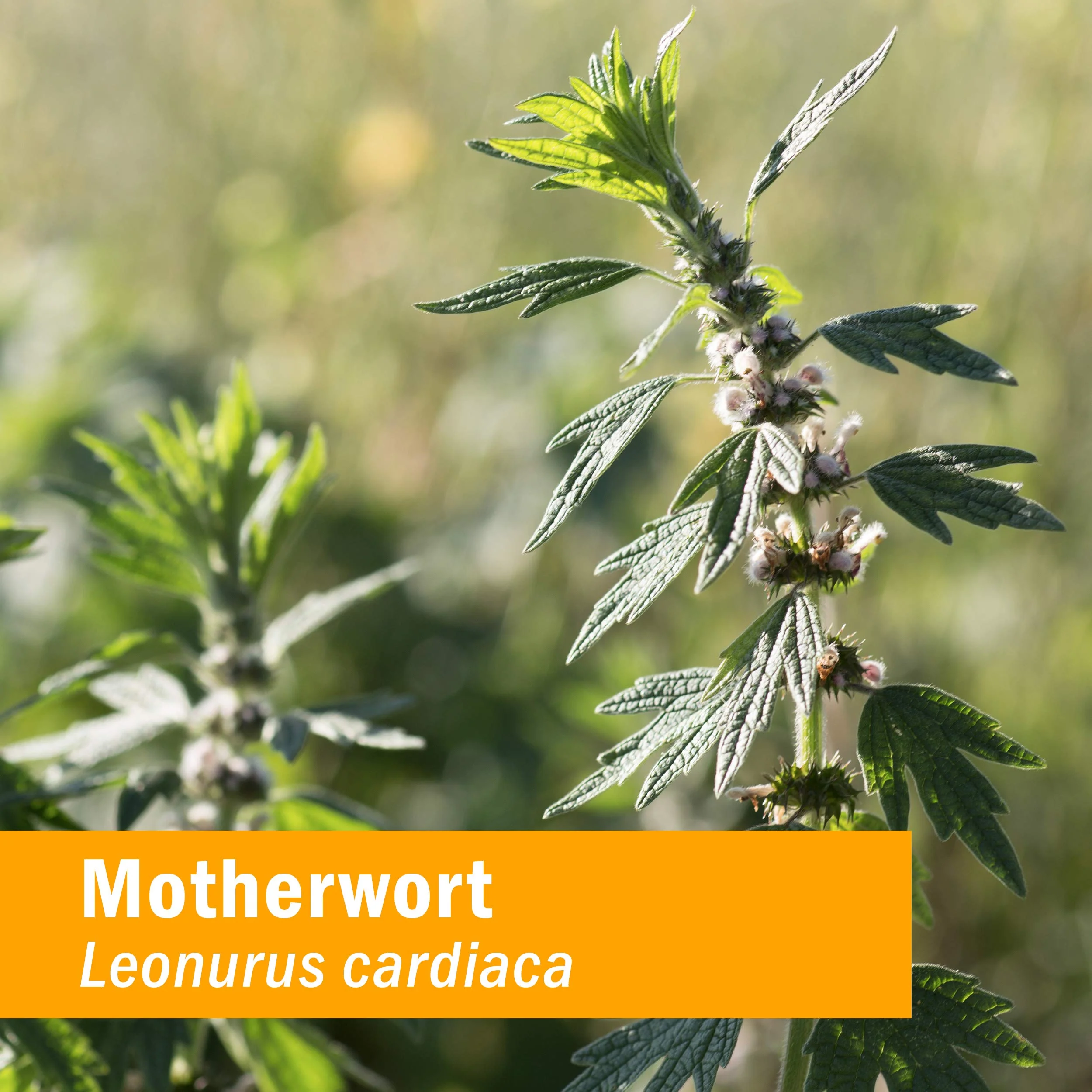 Herb Pharm Certified Organic Motherwort Liquid Extract for Endocrine System Support - 4 Ounce - Image 9