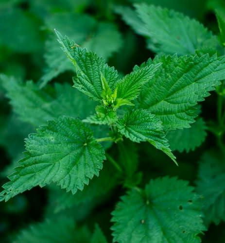 Herb Pharm Stinging Nettle Blend Liquid Extract - 1 Ounce (DNETT01) - Image 5