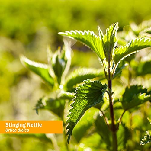 Herb Pharm Stinging Nettle Blend Liquid Extract - 1 Ounce (DNETT01) - Image 7