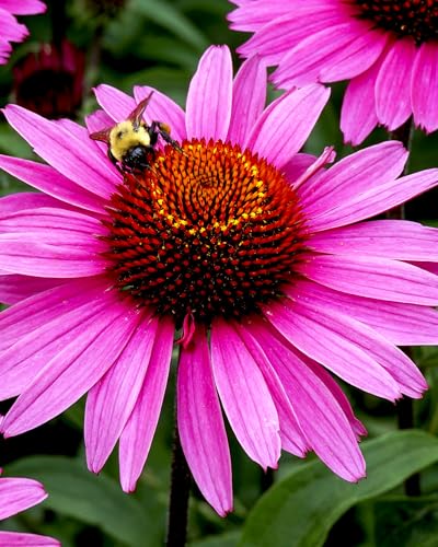 Herb Pharm, Super Echinacea, 4 Ounce - Image 7