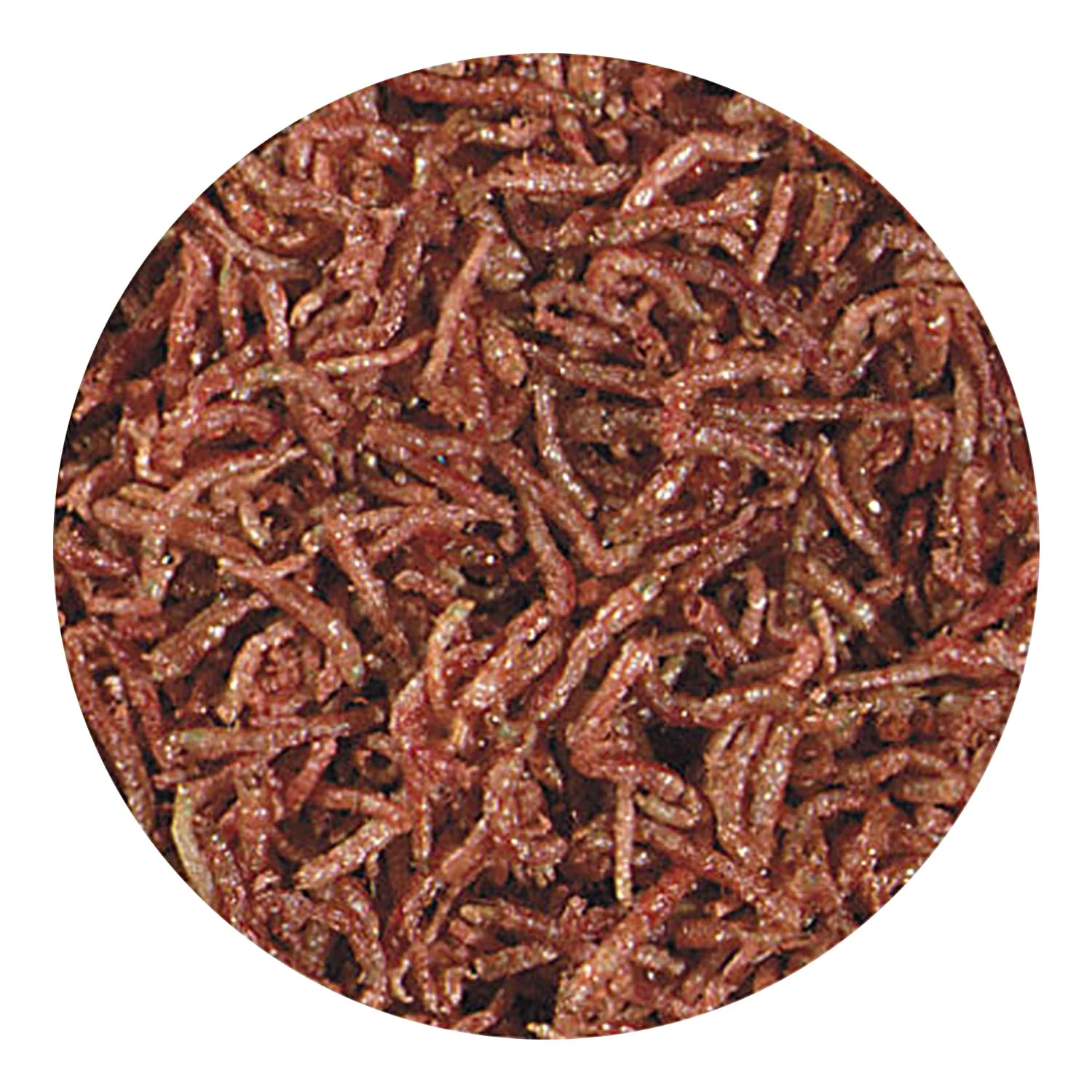Hikari Bio-Pure Freeze Dried Blood Worms for Pets, 0.42-Ounce - Image 4