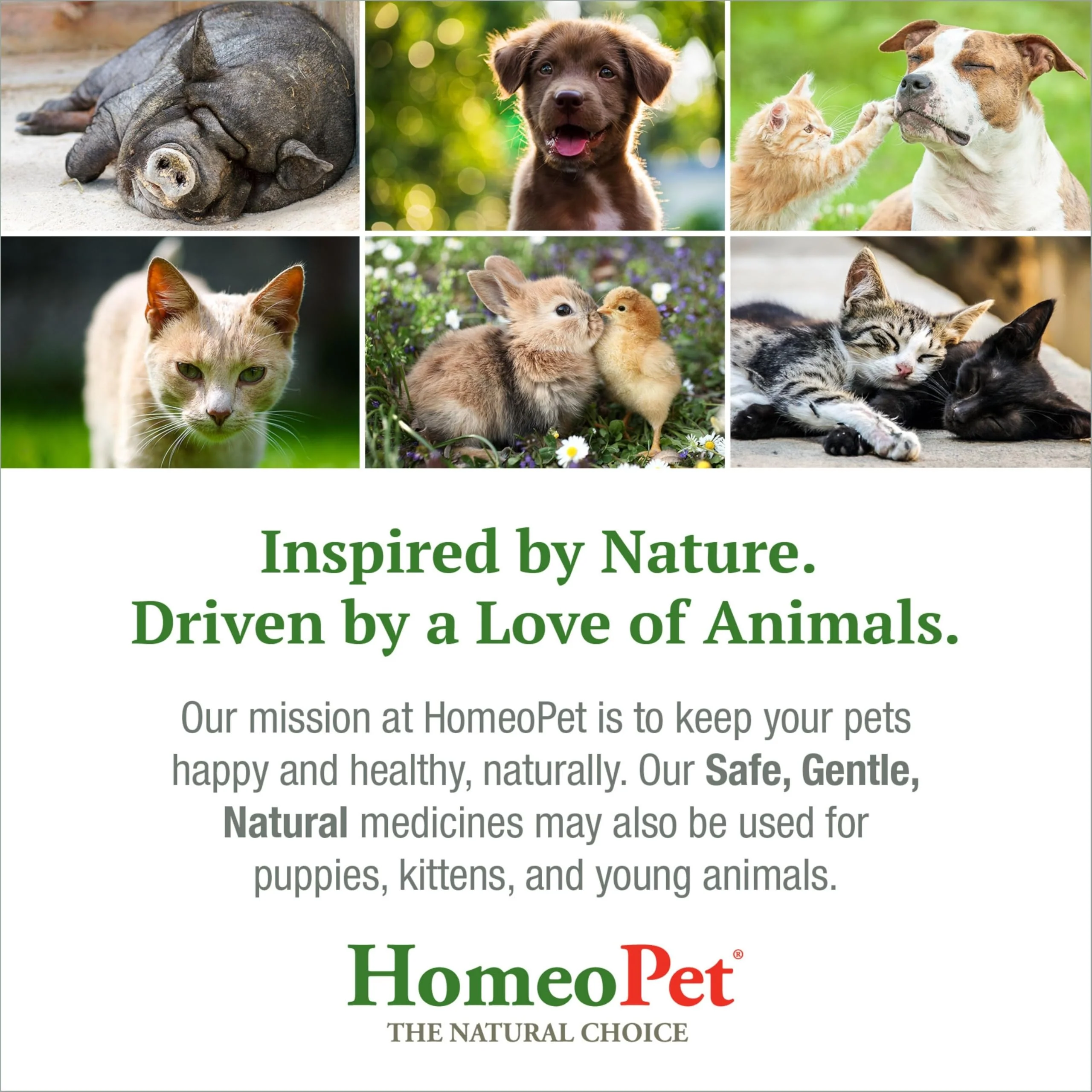 HomeoPet Skin and Itch, Safe and Natural Itch Relief for Dogs and Cats, Coat and Skin Soother for Pets, 15 Milliliters - Image 2