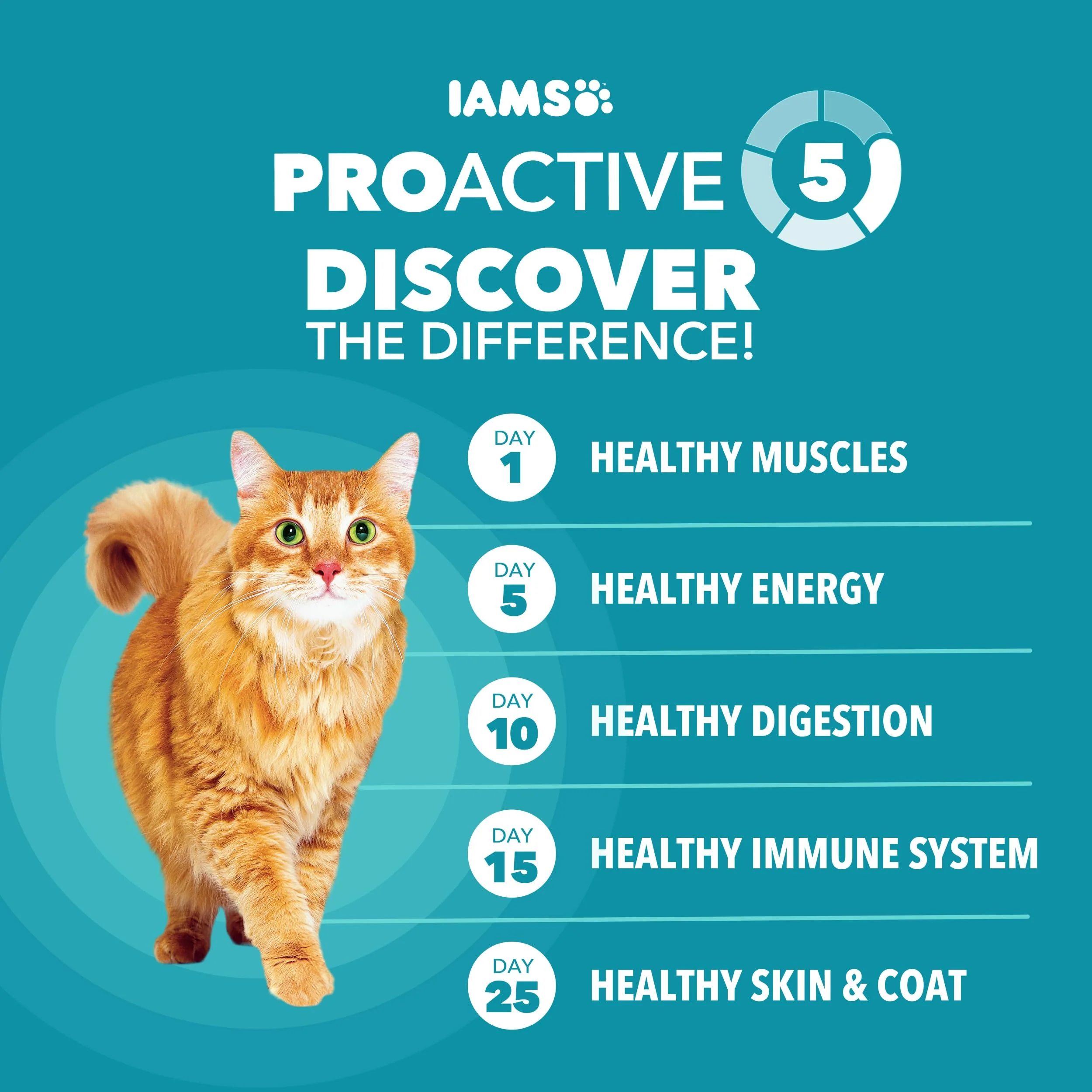 IAMS Proactive Health Dry Cat Food, Indoor Weight and Hairball Care Cat Food Dry Recipe, with Salmon, 3.5 lb. Bag - Image 7