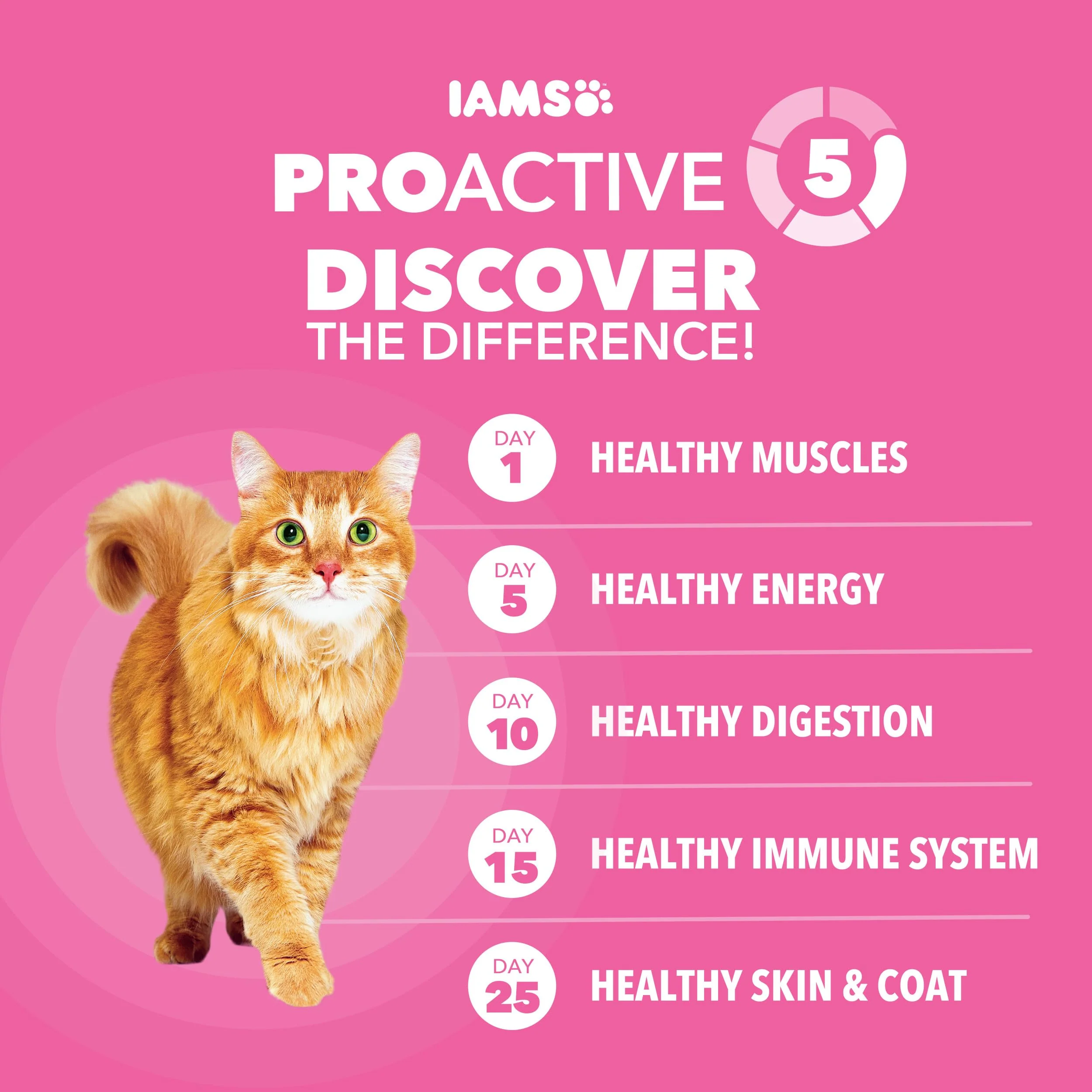 IAMS Proactive Health Sensitive Digestion & Skin Dry Cat Food, Adult Cat Food Dry Recipe with Real Turkey, 3 lb. Bag - Image 6