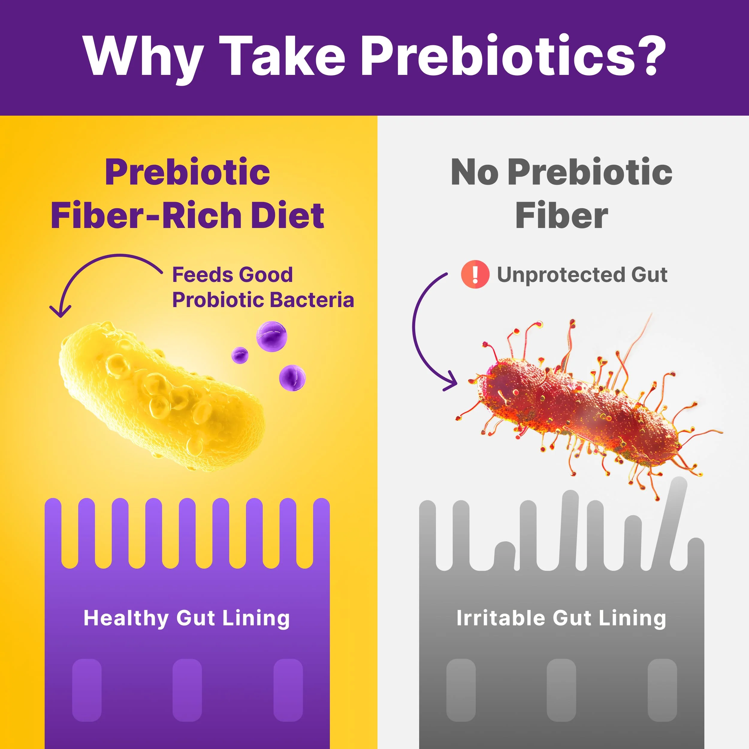 InnovixLabs Prebiotic Fiber Powder for Gut & Digestive Health, High Fiber Supplement for Women and Men with Chicory Root, FOS, Acacia, Inulin, Soluble & Insoluble Fiber, No Added Sugar, 30-Day Supply - Image 4