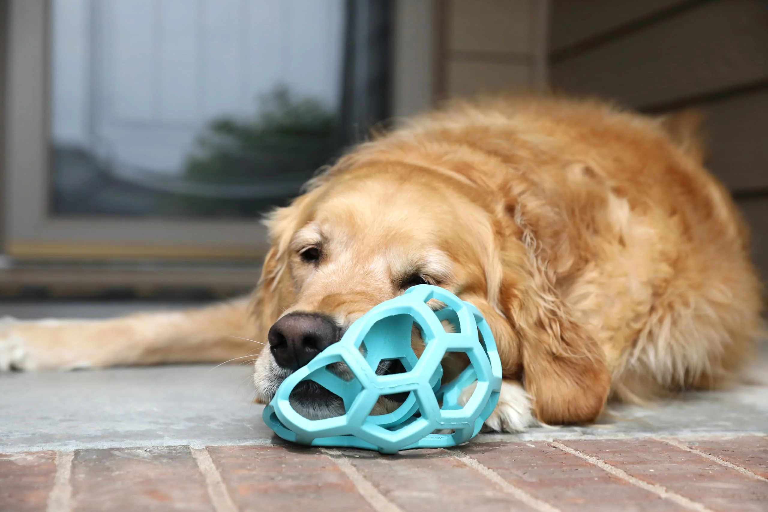 JW Pet HOL-ee Roller™, Dog Toy Puzzle Ball, Natural Rubber, Large (5.5” Inch Diameter), Blue - Image 2