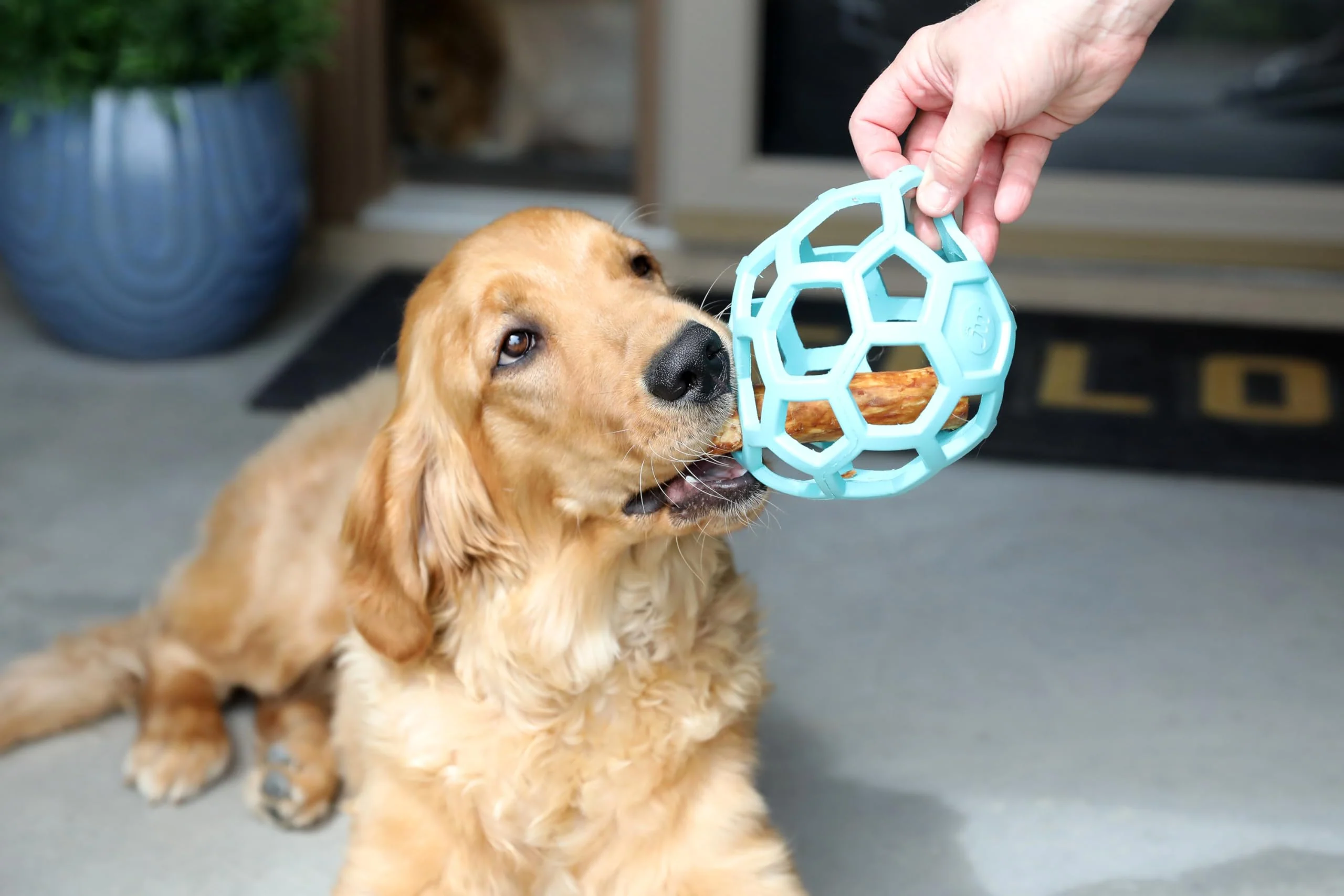 JW Pet HOL-ee Roller™, Dog Toy Puzzle Ball, Natural Rubber, Large (5.5” Inch Diameter), Blue - Image 4