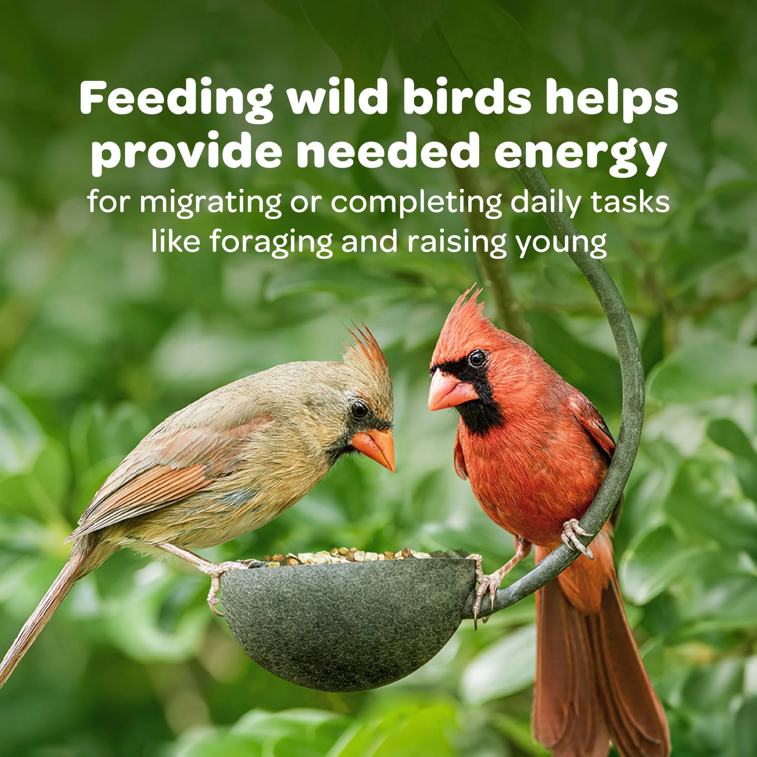 Kaytee All American Wild Bird Food Seed Blend for Cardinals, Blue Jays, Finches & Other Outdoor Wild Birds, 5 Pounds - Image 10