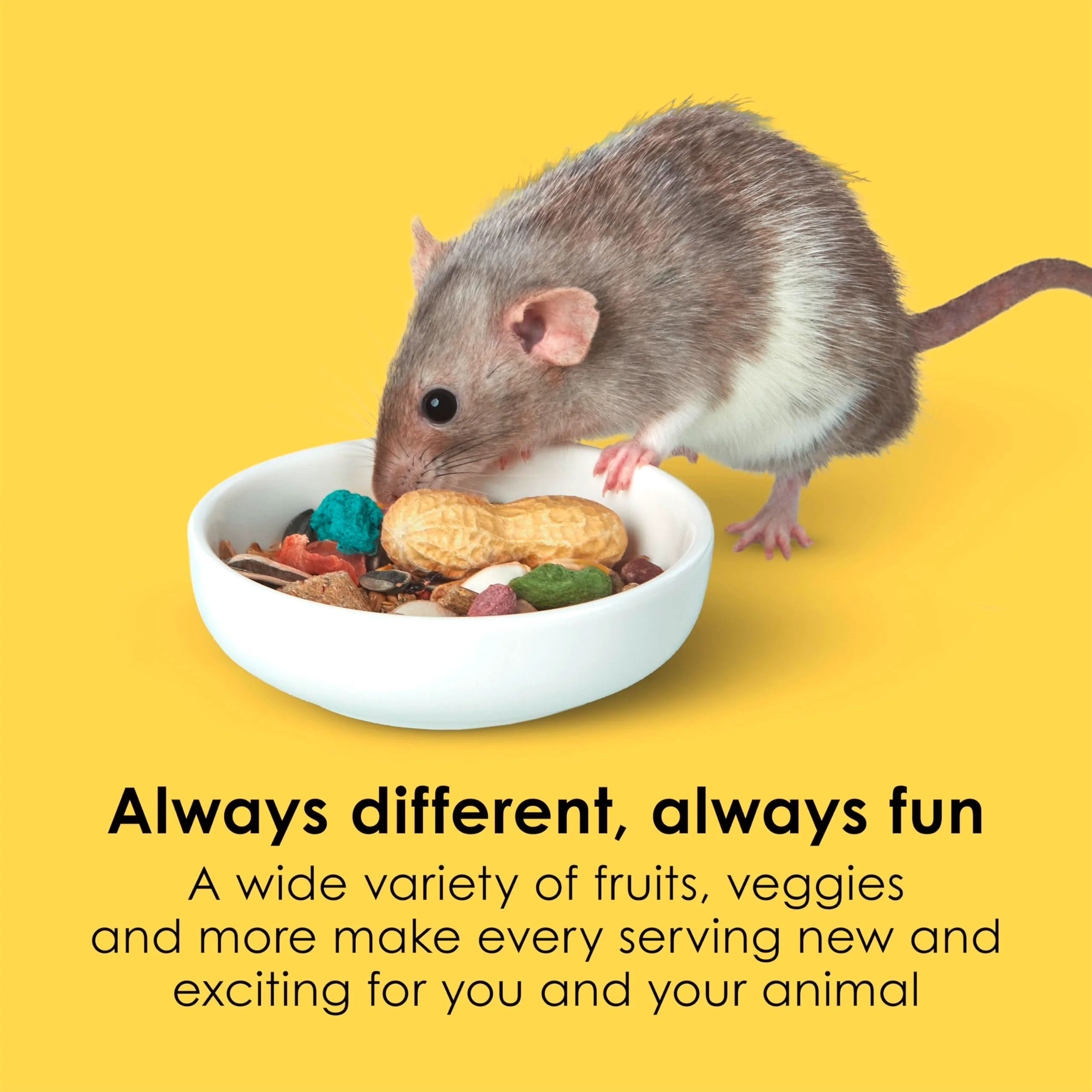 Kaytee Fiesta Mouse & Rat Food, Nutritious and Fun Blend, Supports Dental Health and Digestion, 4.5 pounds - Image 11