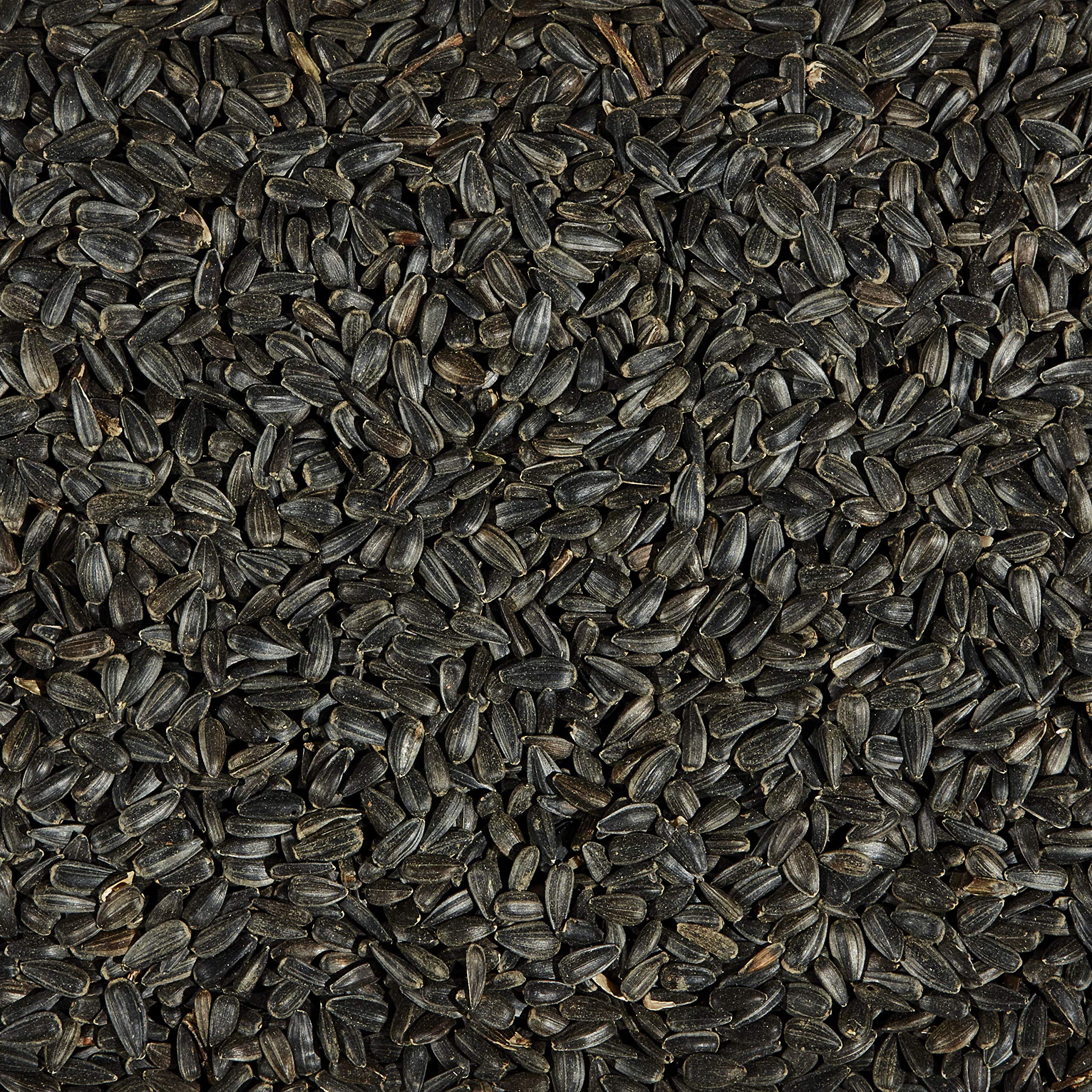 Kaytee Wild Bird Black Oil Sunflower Food, 5 Pounds - Image 8