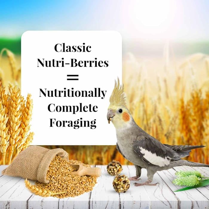 LAFEBER'S Classic Nutri-Berries Pet Bird Food, Made with Non-GMO and Human-Grade Ingredients, for Cockatiels (4 lb) - Image 4