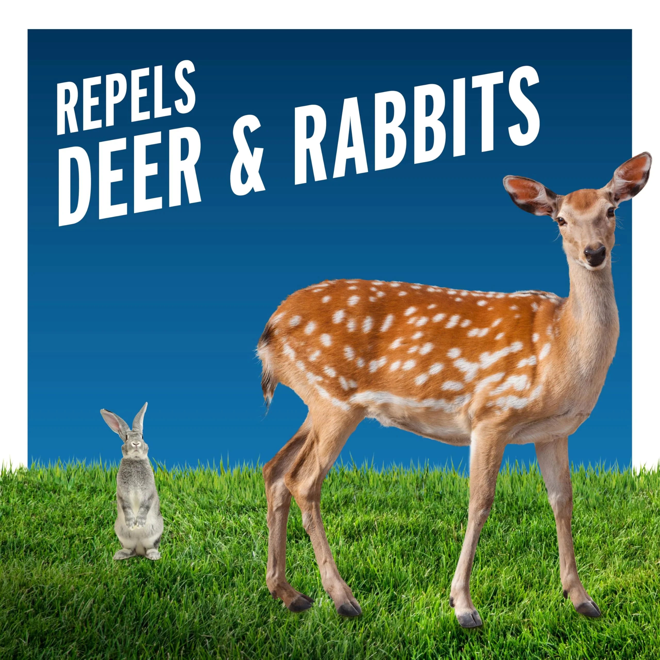 Liquid Fence Deer And Rabbit Repellent Concentrate, Apply Year-Round, 1 Gallon - Image 9