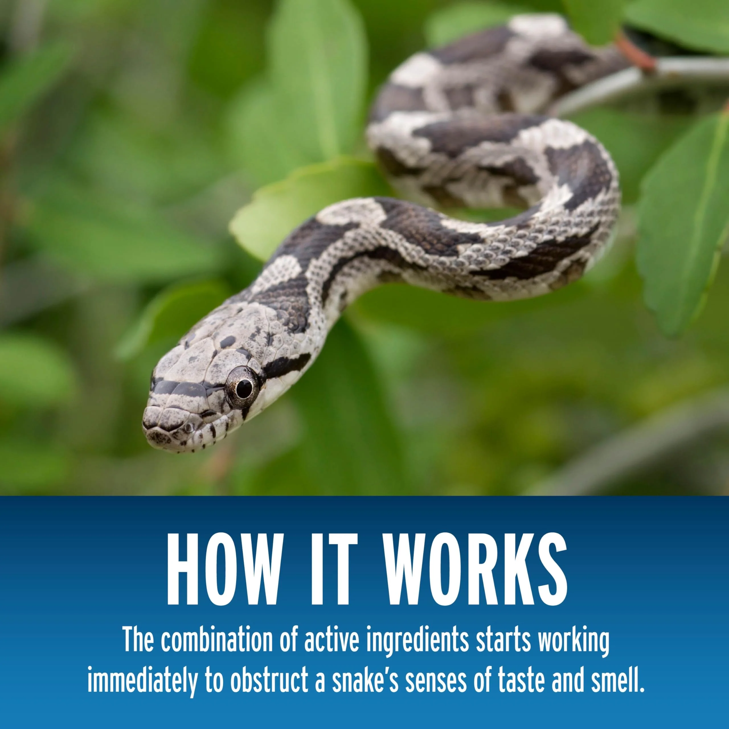Liquid Fence Snake Repellent Granules, Safe Around Kids and Pets When Used & Stored as Directed, Keep Snakes Out of Garden, Patio and Backyard, 2 lb - Image 4