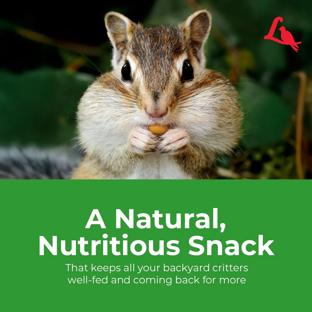 Lyric Wildlife Critter Food for Deer, Squirrels, Turkeys & Rabbits, Wild Bird Seed for Outside Feeders, 10 lb Bag - Image 3