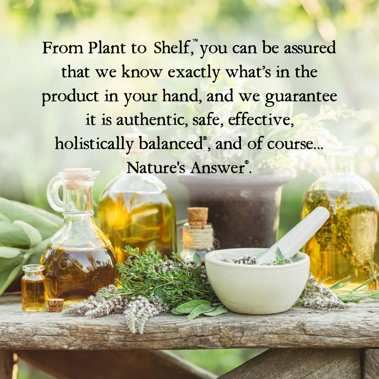Nature's Answer Mullein Leaf Fluid Extract, 2 fl oz (60 ml) - Image 3