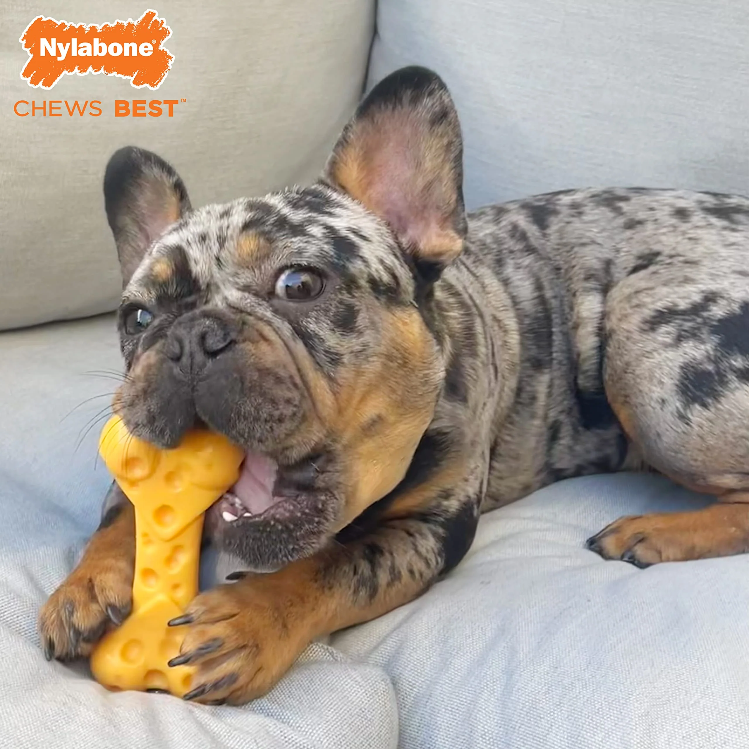 Nylabone Cheese Bone Power Chew Toy for Dogs, Cute Dog Toys for Aggressive Chewers, Cheese Flavor, Medium Dogs - Up to 35 lbs, 1 Count - Image 14