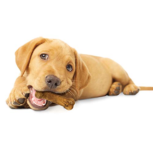 Nylabone Healthy Edibles Natural Puppy Chews Long Lasting Treats for Puppies, Lamb & Apple Flavor, X-Small/Petite (4 Count) - Image 2