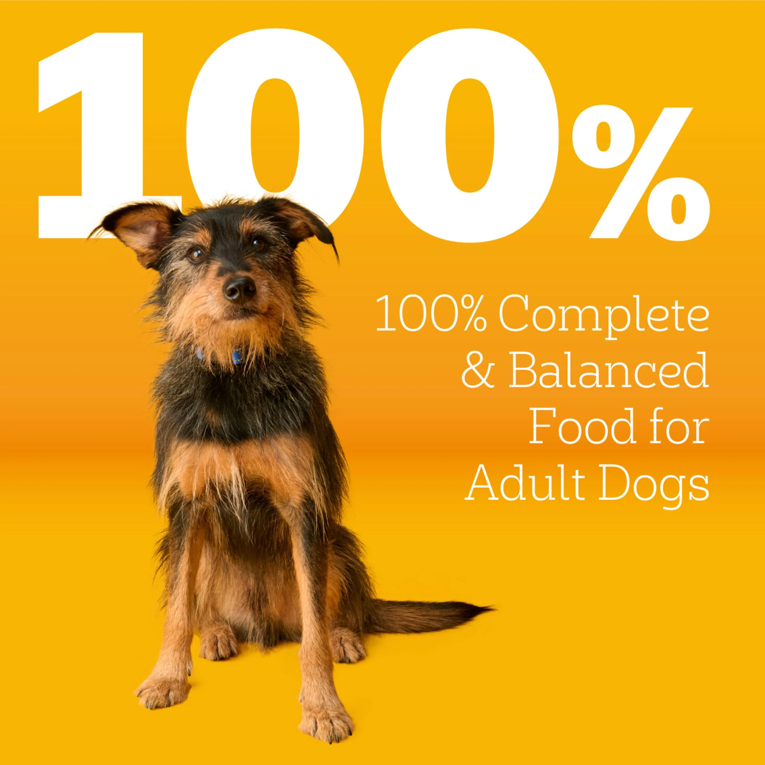 Pedigree Adult Dry Dog Food, Complete Nutrition, Roasted Chicken & Vegetable Flavor, 3.5 lb. Bag - Image 9