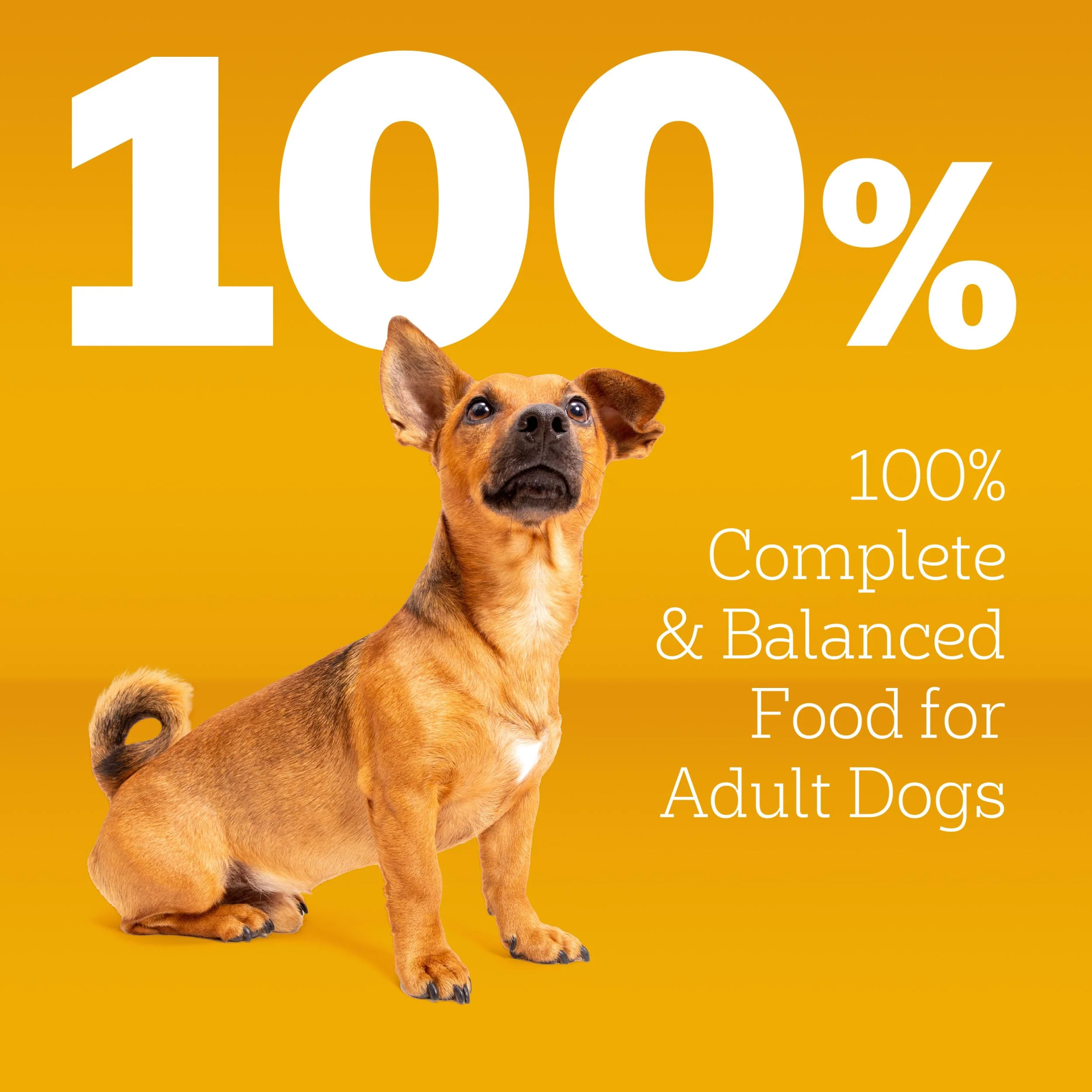 Pedigree Complete Nutrition Adult Small Dog Dry Dog Food, Roasted Chicken, Rice & Vegetable Flavor, 3.5 lb. Bag - Image 9
